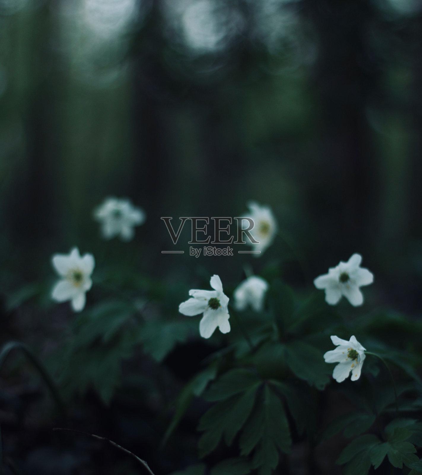 近距离观察在绿色植物中盛开的木银莲花鳞茎照片摄影图片