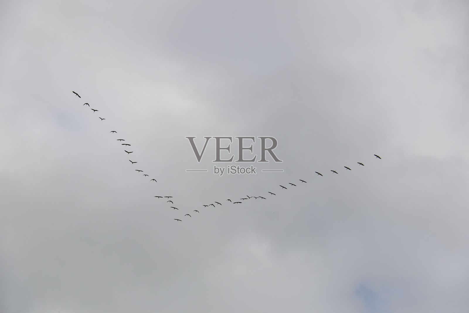 白天多云的天空中有一群鸟照片摄影图片