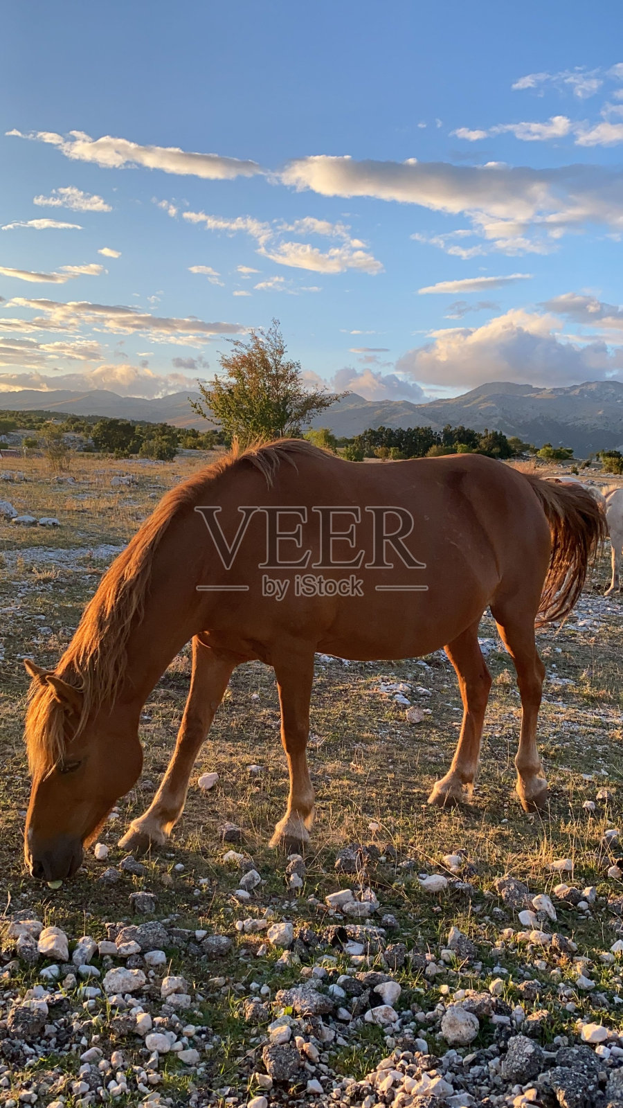一头棕色的巴什基尔马在草原上吃草的垂直侧面特写，背景是蓝天照片摄影图片