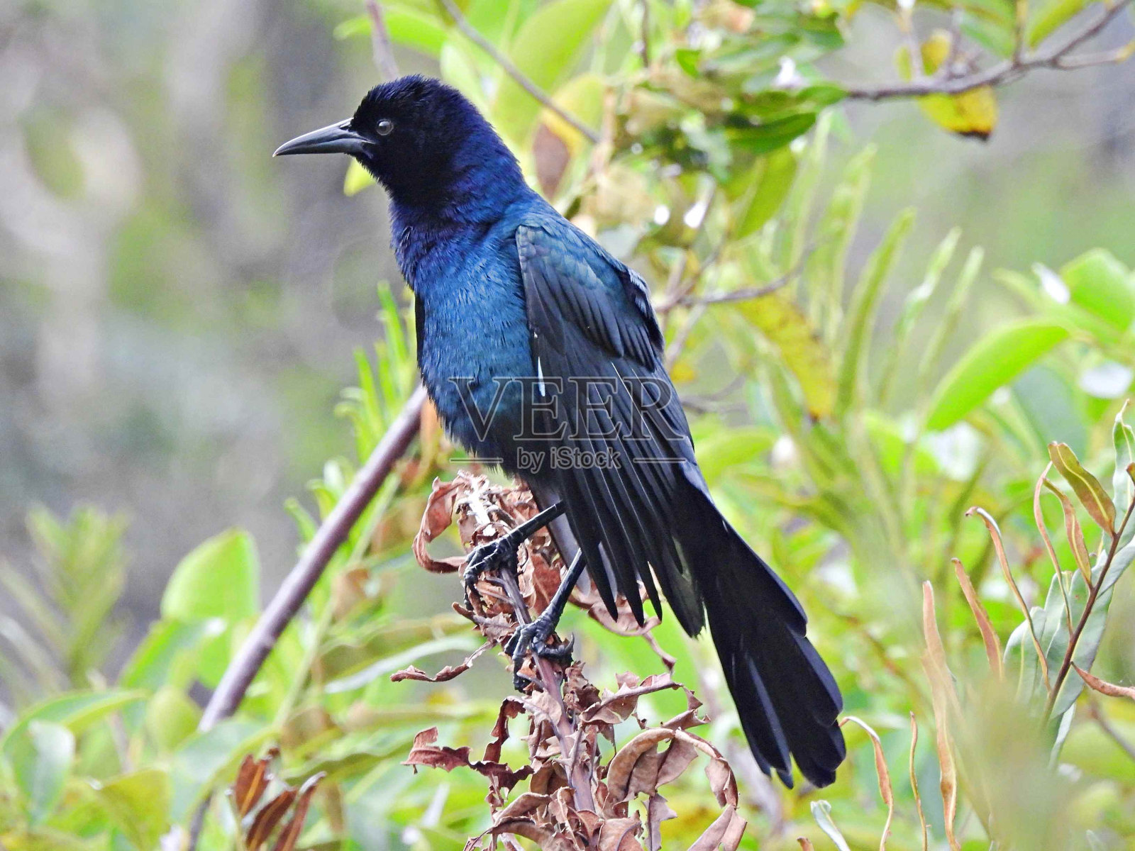 船尾白头翁(Quiscalus major)——雄性栖息在树枝上照片摄影图片