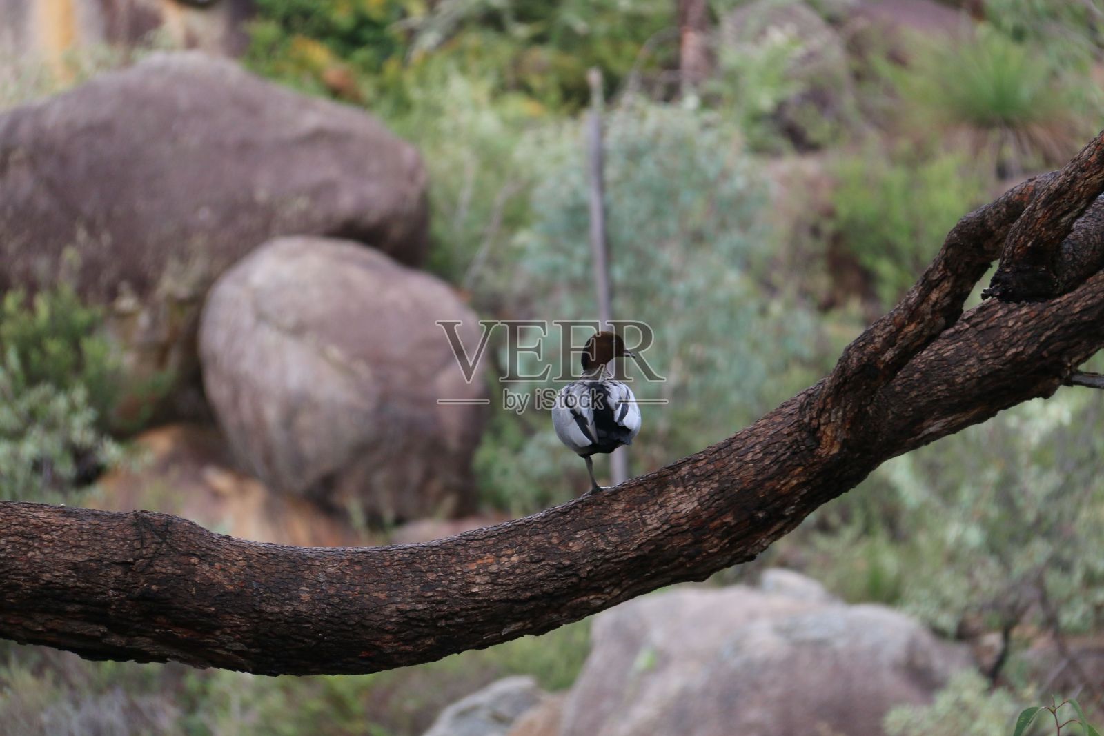 一只澳大利亚木鸭在树枝上的特写镜头照片摄影图片