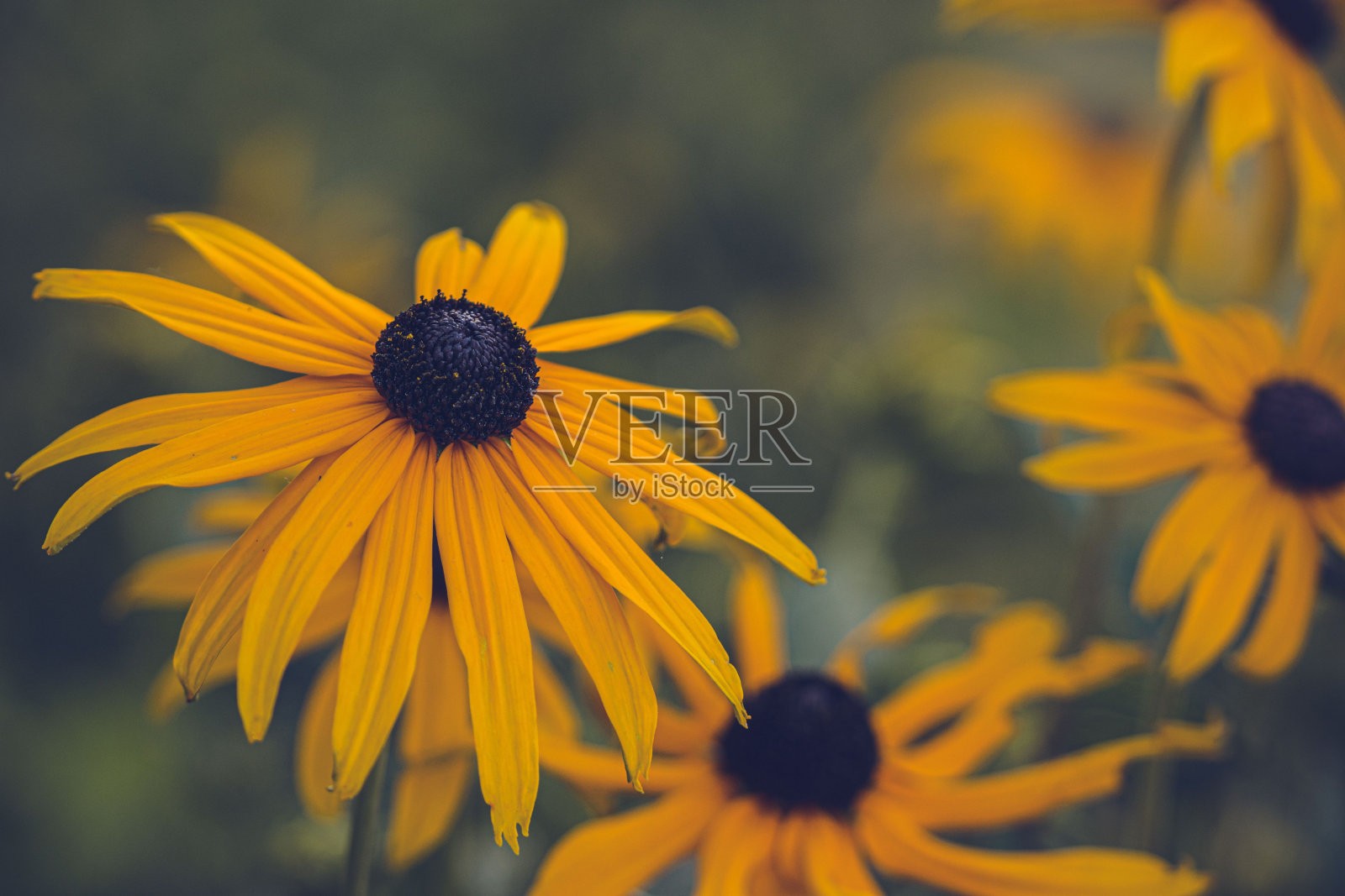 草地上盛开的黑眼苏珊花的特写照片摄影图片