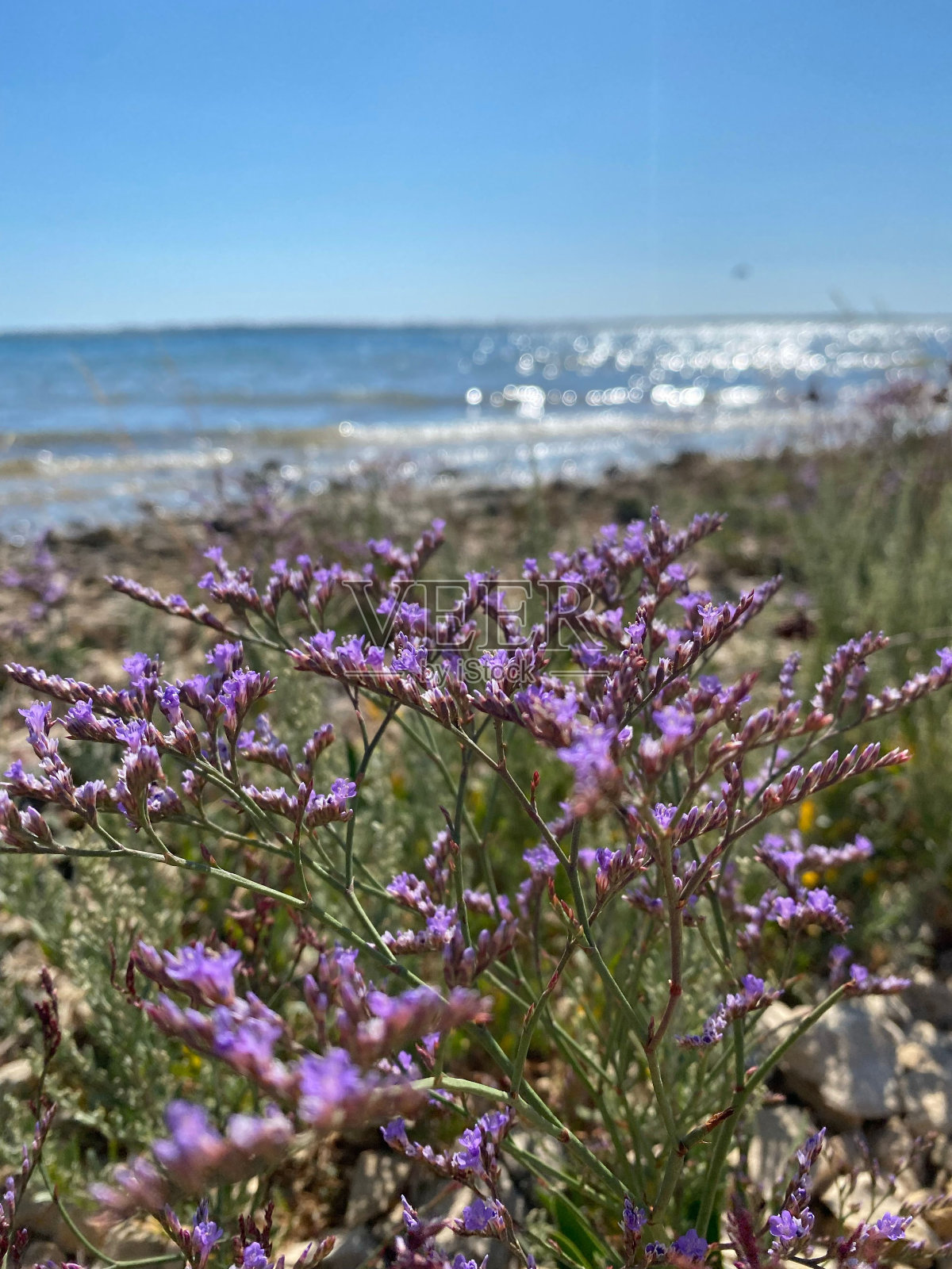 地中海薰衣草在蔚蓝的天空下生长在海岸上的垂直视图照片摄影图片