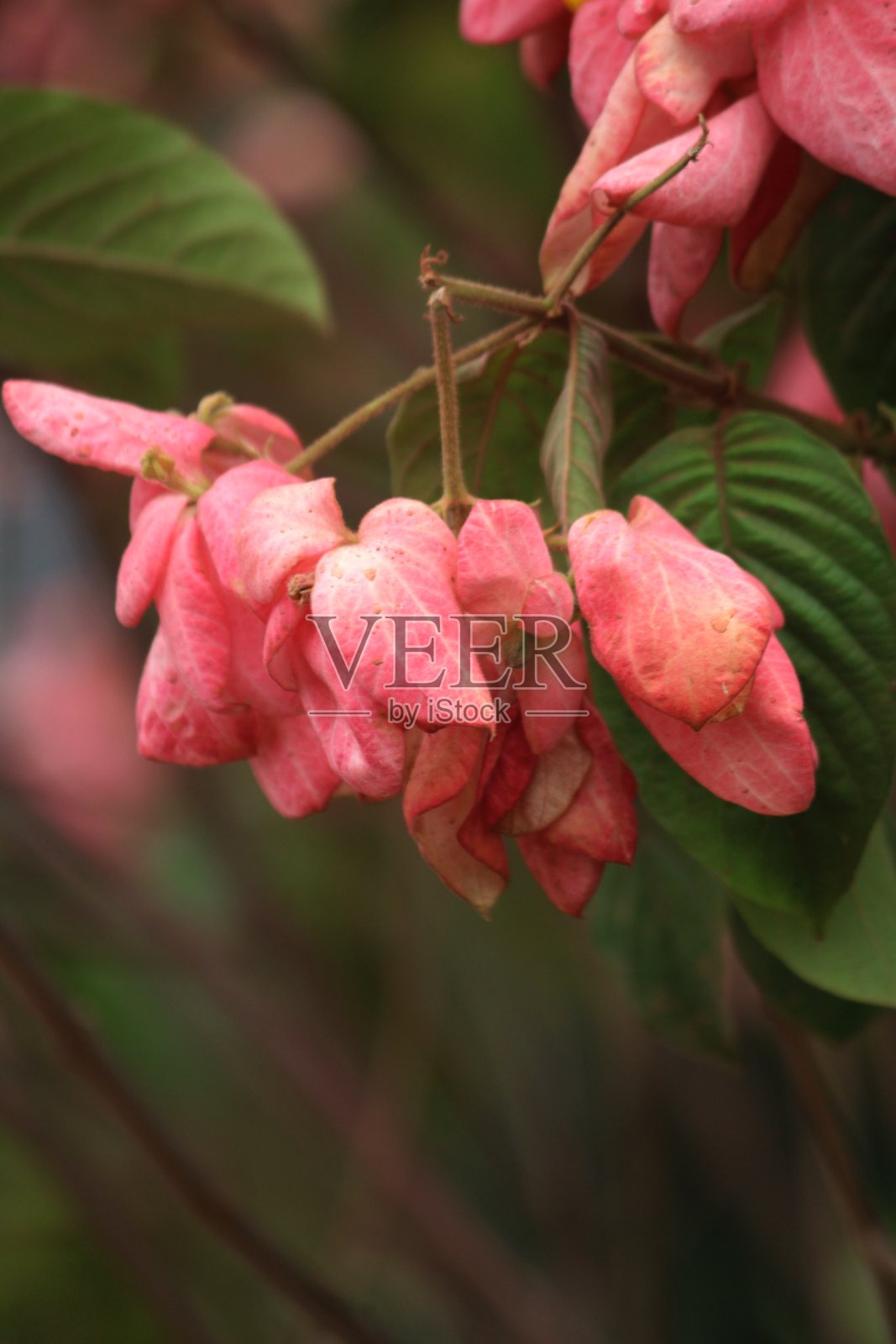 花照片摄影图片