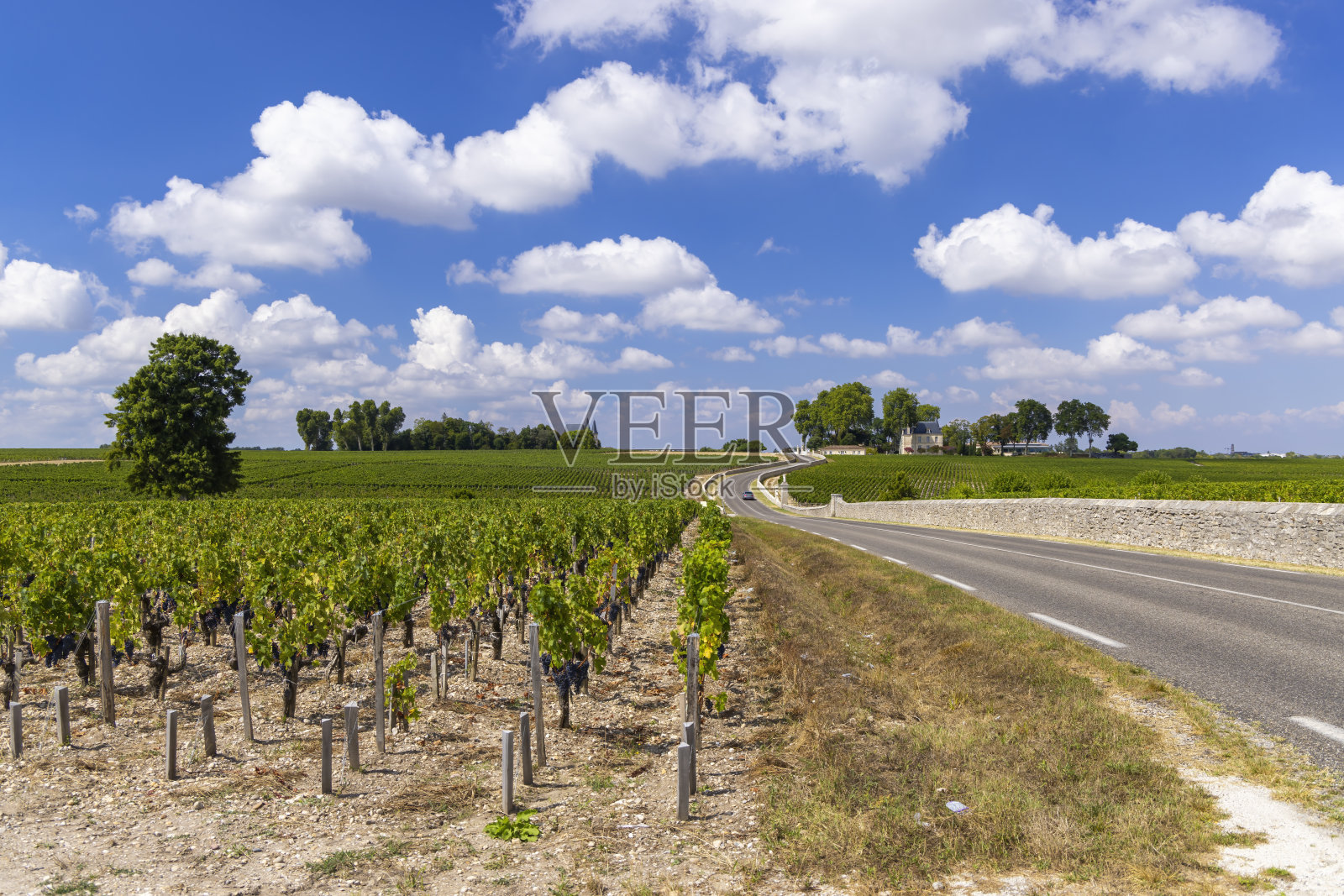典型的葡萄园附近的Chateau Latour，波尔多，阿基坦，法国照片摄影图片