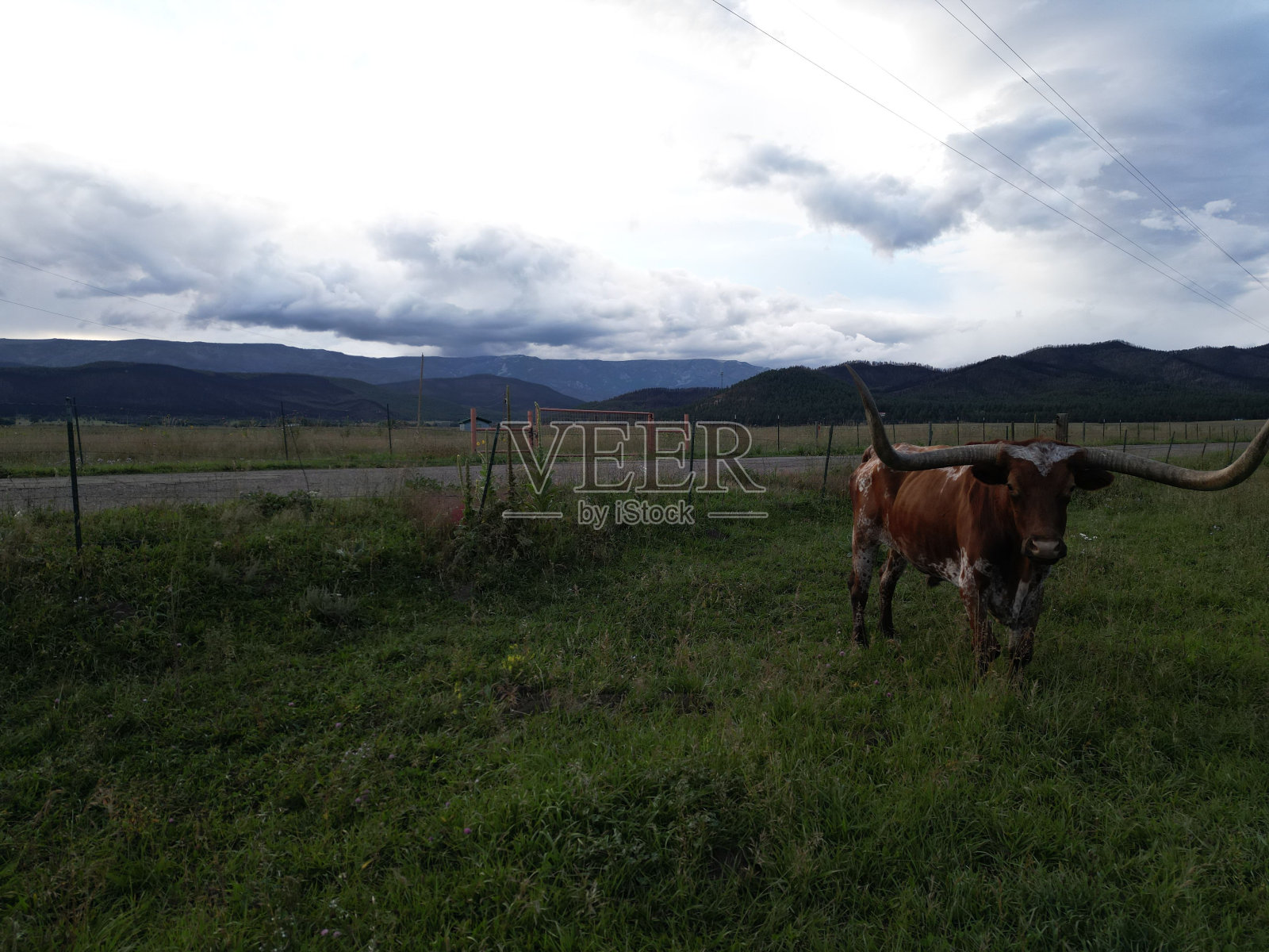 绿色山谷中有角的公牛，背景是群山和蓝天照片摄影图片