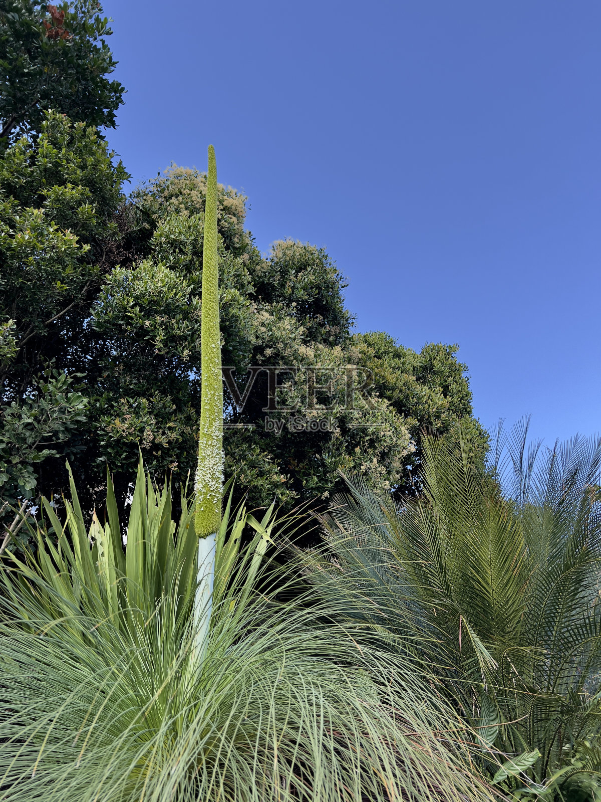 开花原生草木照片摄影图片