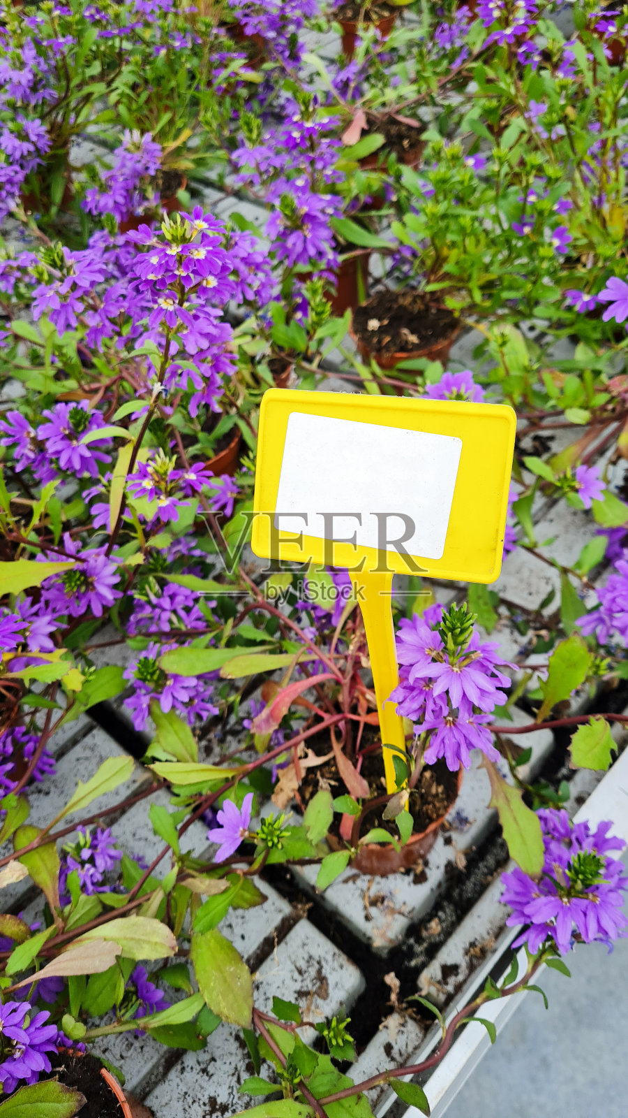 浅紫紫花照片摄影图片