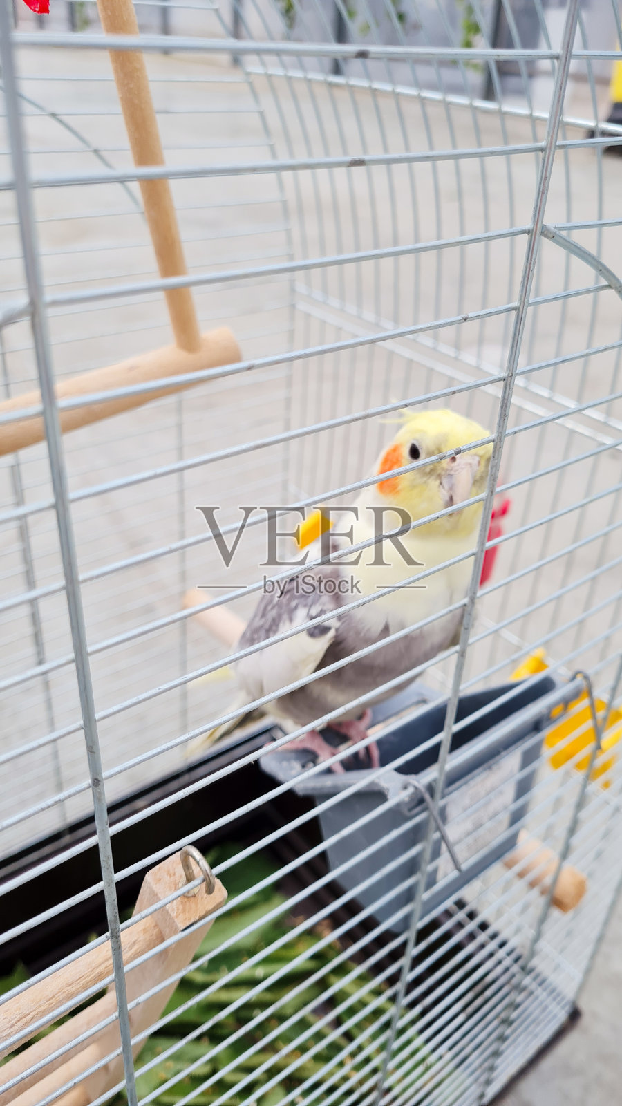 笼子里的鹦鹉特写照片摄影图片