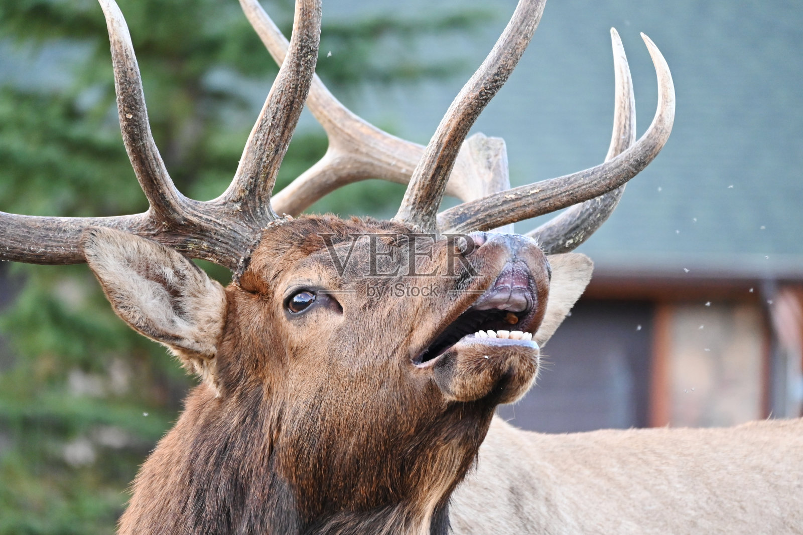 公麋鹿喇叭照片摄影图片