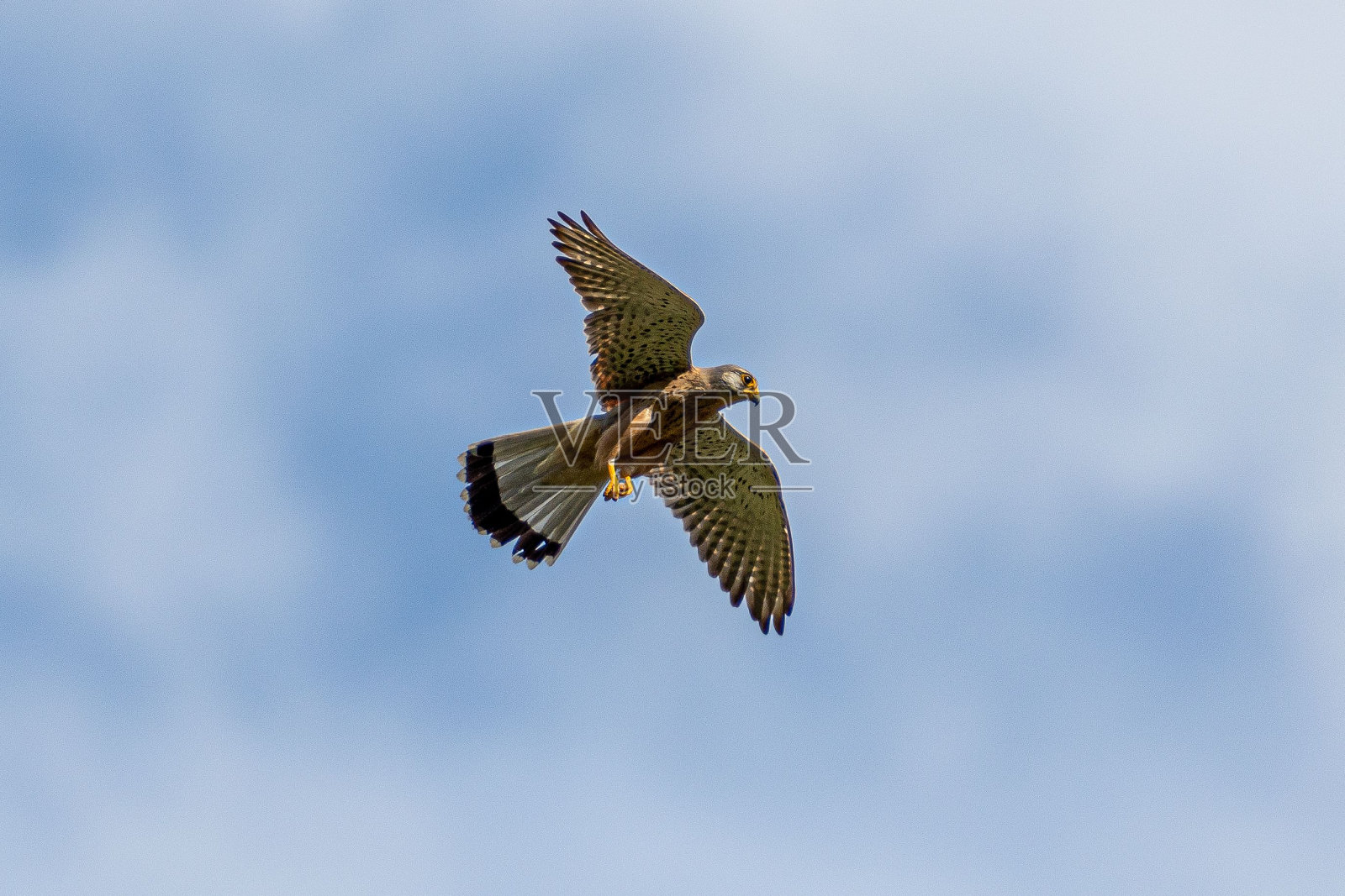 浅聚焦镜头Common张开翅膀在天空中飞翔照片摄影图片