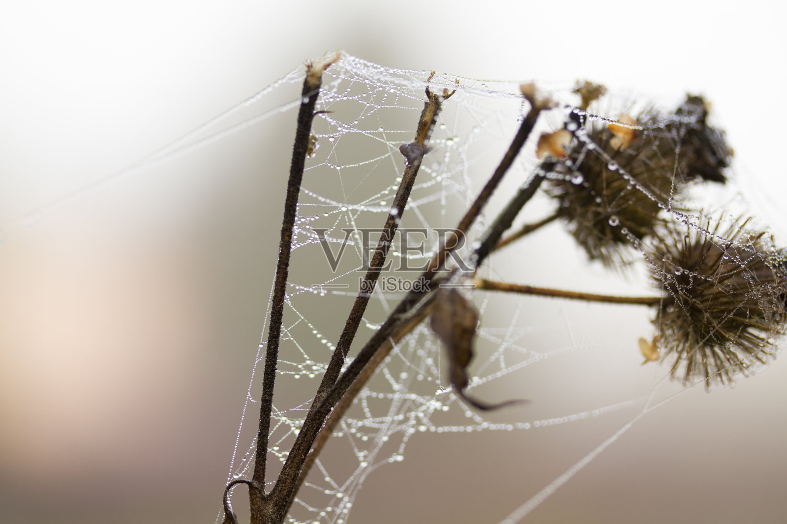 湿的蜘蛛网，或田间小树枝上的蜘蛛网。干植物上露珠中的玉米芯网。在雾蒙蒙的秋日，雨后的干草地上的蛛网。照片摄影图片