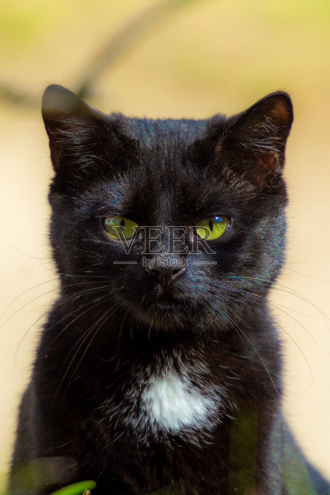 黑猫在户外散步照片摄影图片