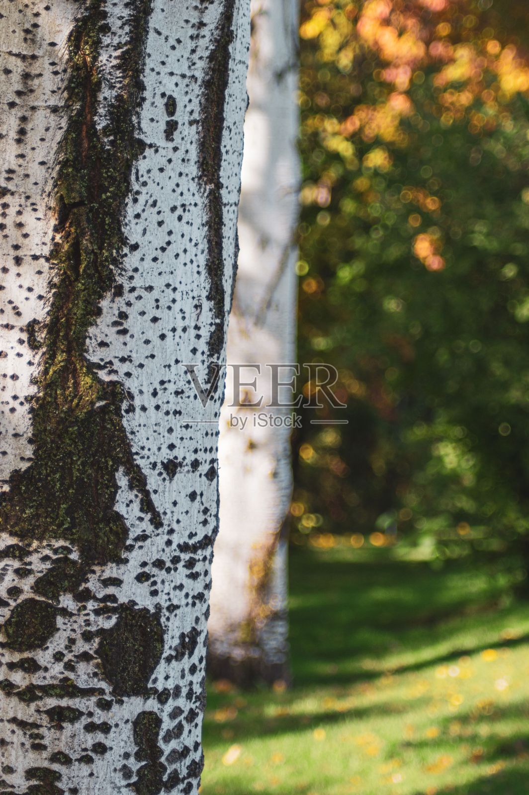 背景模糊的树皮特写照片摄影图片