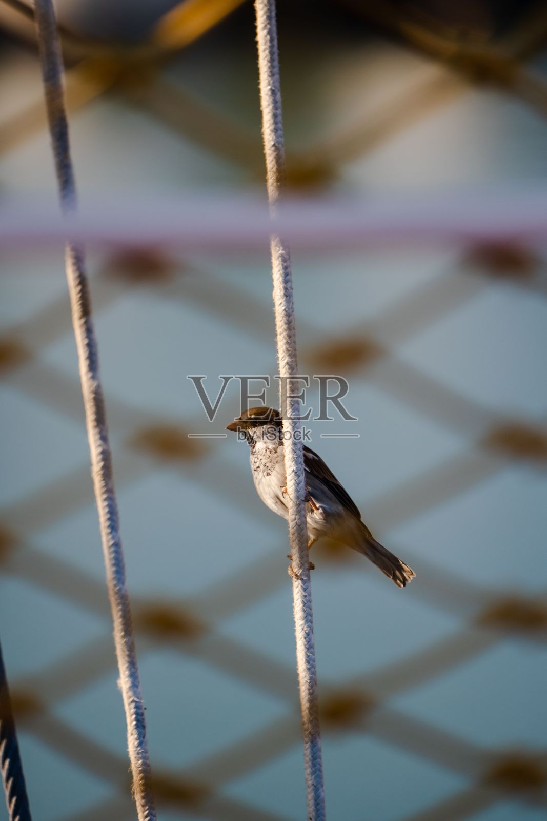 在模糊的背景下，阳光下一只小麻雀在绳子上的选择性聚焦镜头照片摄影图片