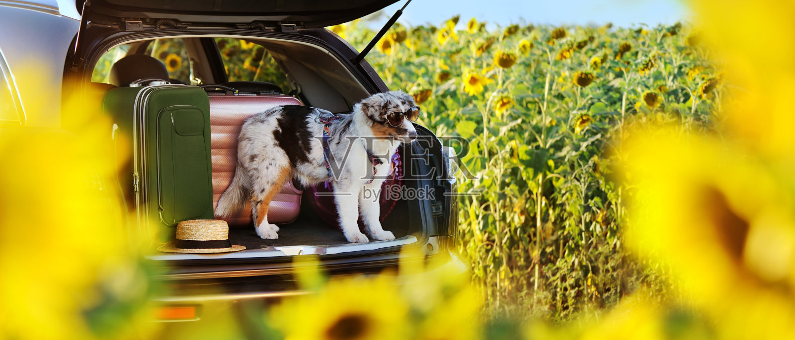 宽大的壁纸和一只戴着太阳镜的小狗在汽车后备箱对着向日葵田照片摄影图片