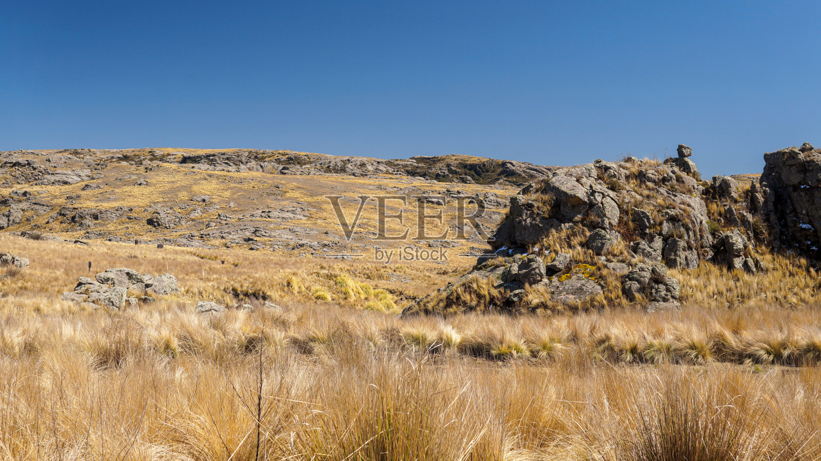 金色的田野景观照片摄影图片