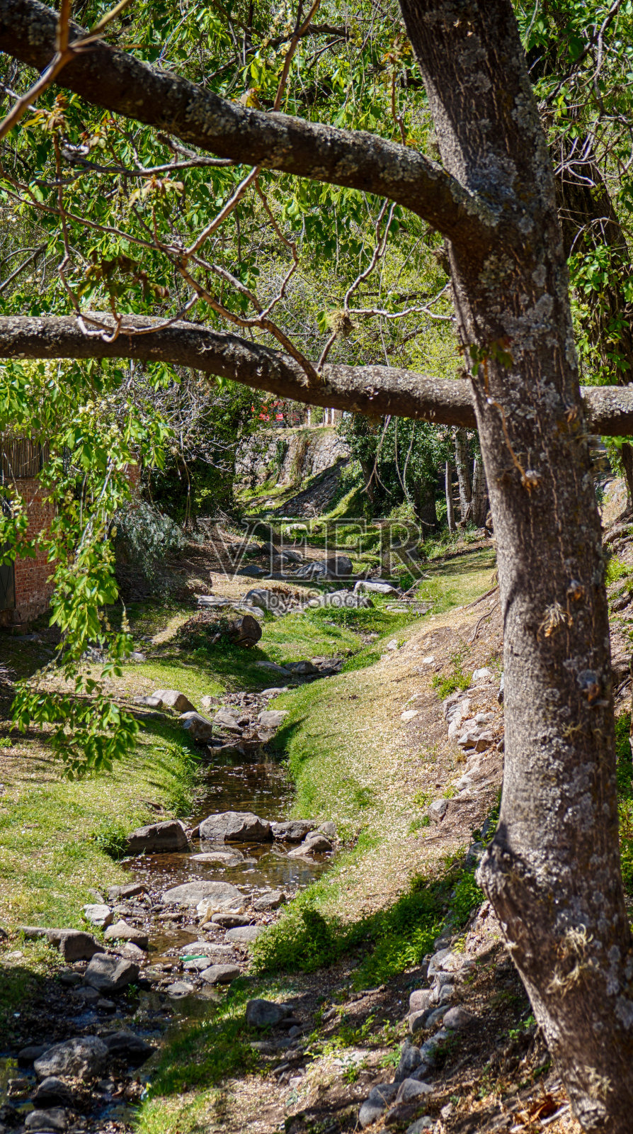 森林里狭窄的小溪照片摄影图片