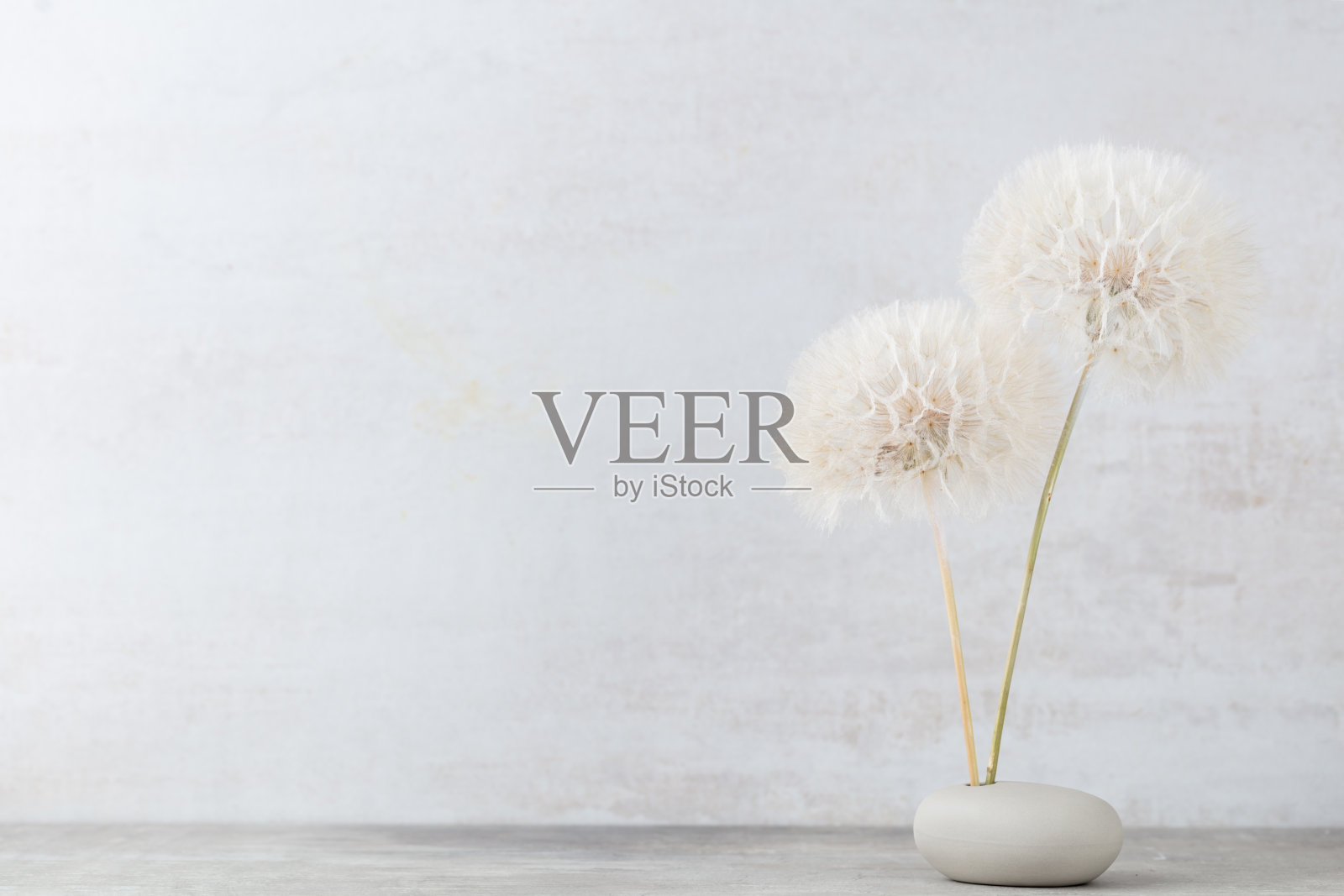 一束蓬松的蒲公英在花瓶上的光背景。照片摄影图片