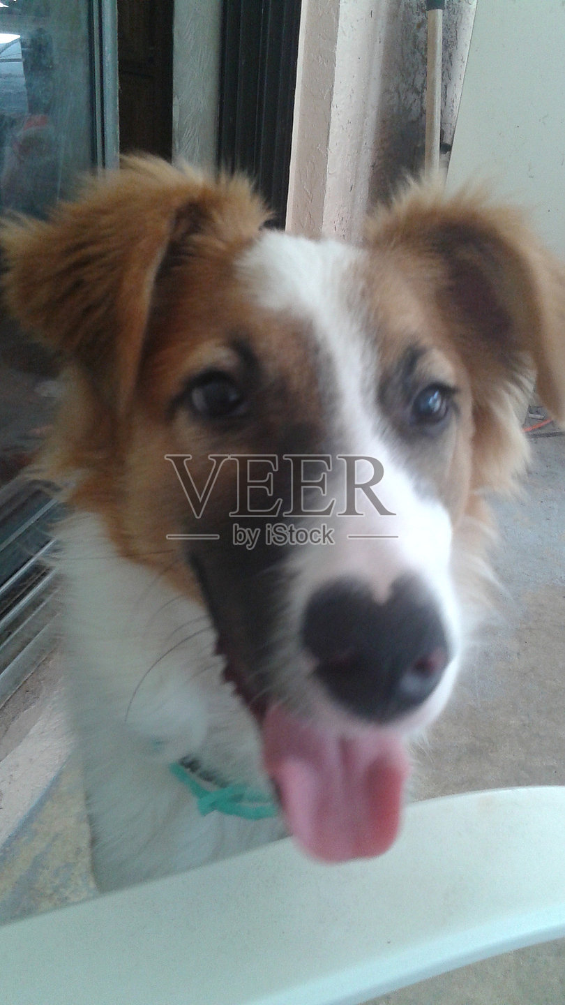 美丽的巴哈马蛋糕狗照片摄影图片