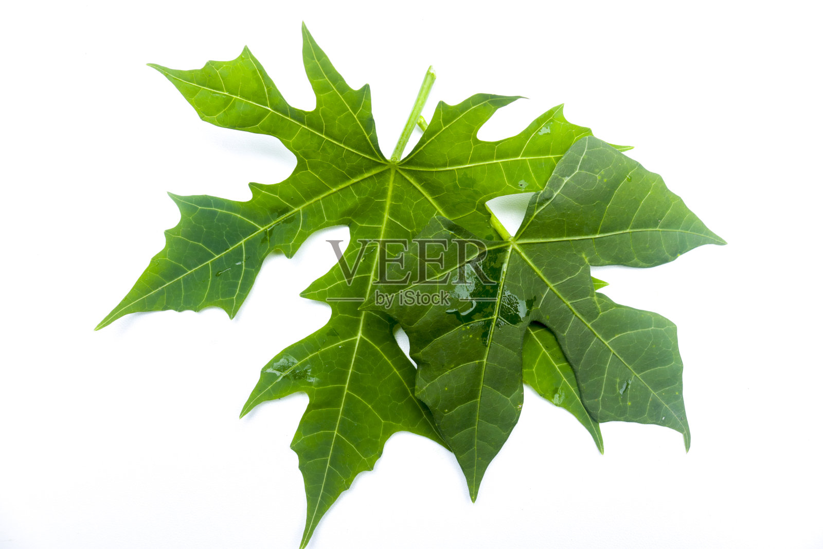 二叶碘或麻疯树分离在白色背景照片摄影图片