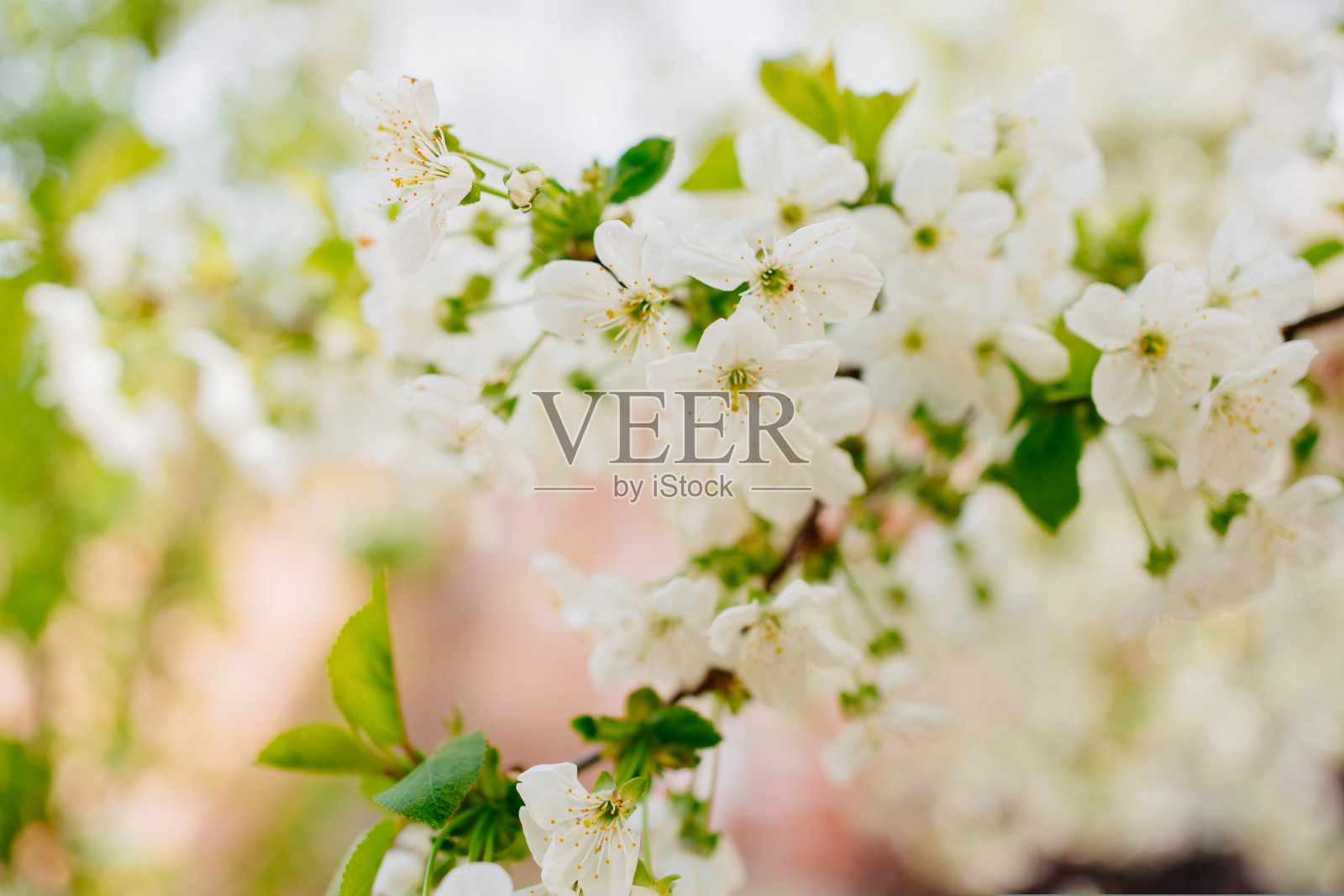 盛开的樱桃树的枝条春天花园里开着白花。照片摄影图片