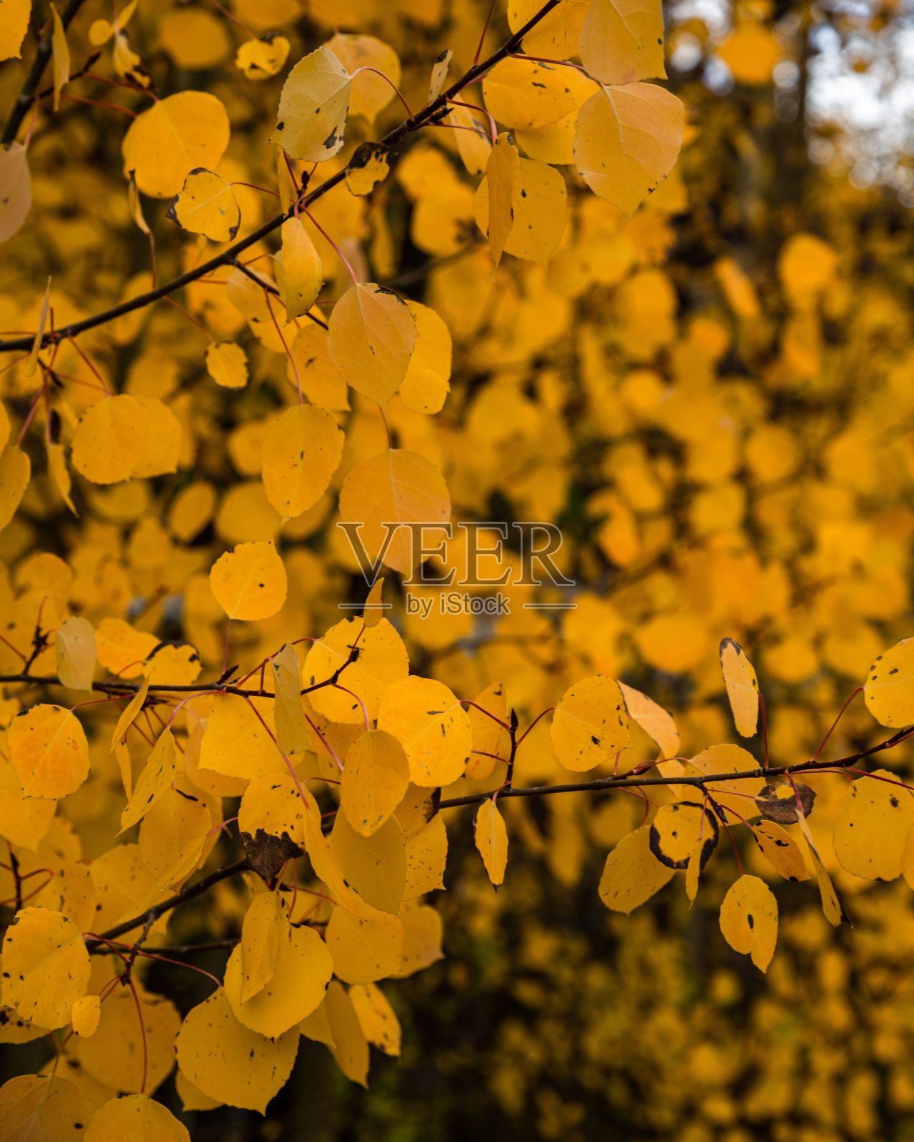 科罗拉多州的秋天景色和白杨树照片摄影图片