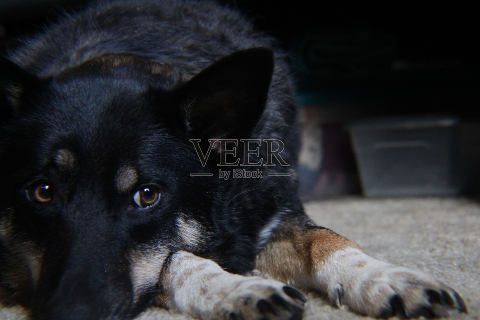 黑色澳大利亚凯尔比犬望着远处躺在地板上照片摄影图片