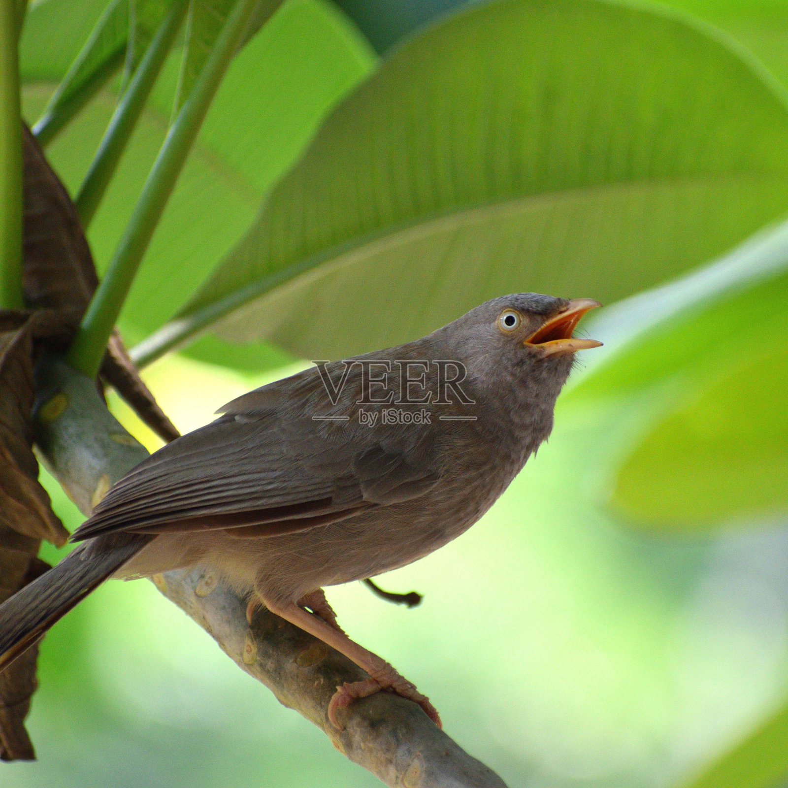 这是一只栖息在其自然栖息地森林里树枝上的丛林咿呀学语鸟照片摄影图片