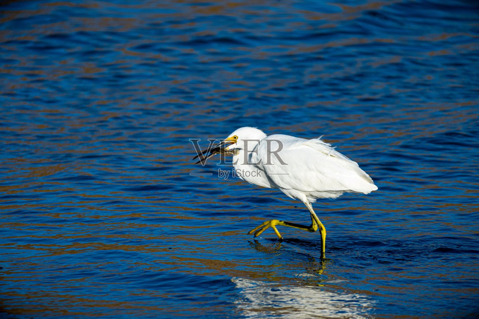 加州郊狼山地区公园里，嘴里叼着猎物的雪白鹭照片摄影图片
