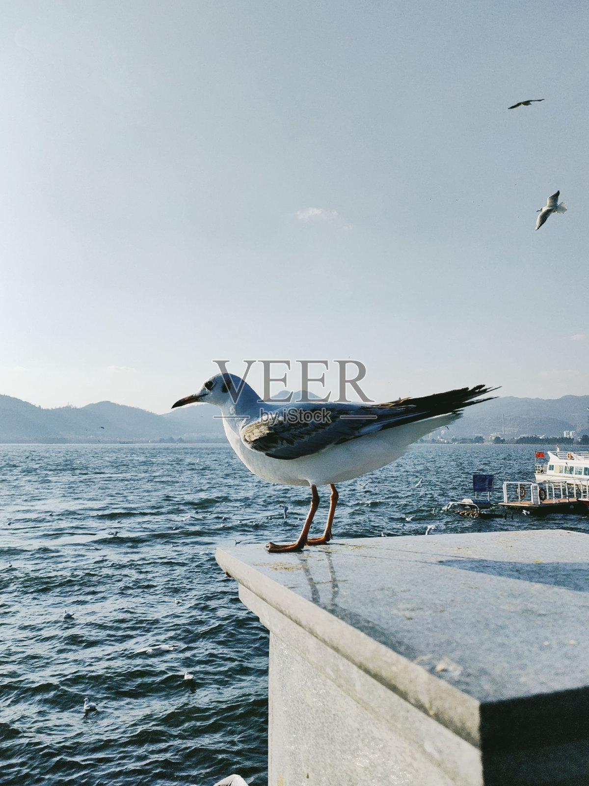 垂直特写黑头鸥站在石头上，海景和明亮的天空背景照片摄影图片