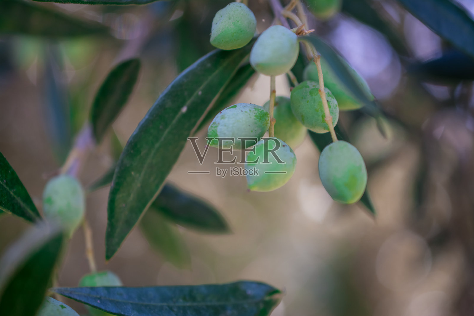 橄榄树的细节与绿色橄榄。照片摄影图片