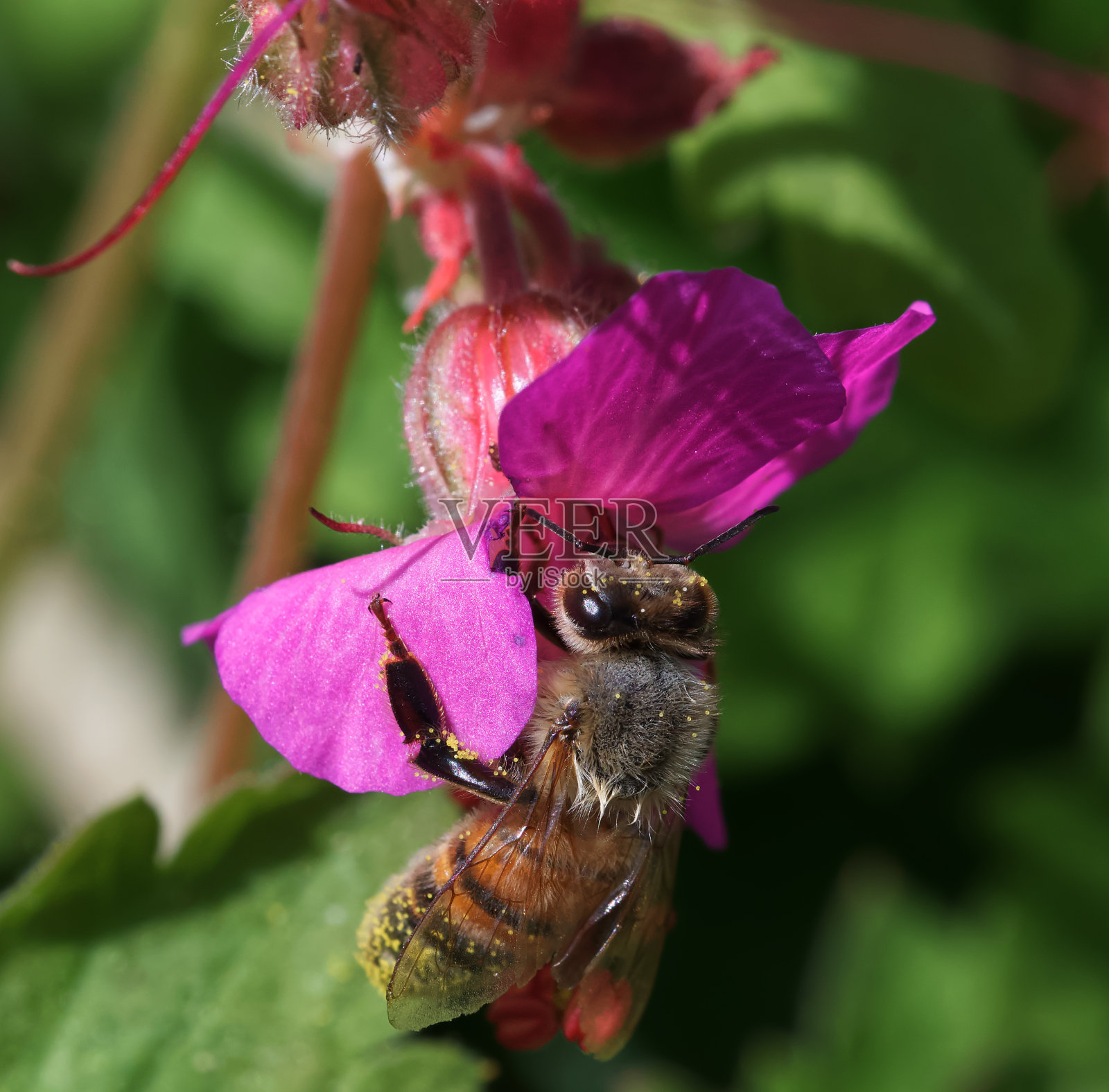 蜜蜂照片摄影图片