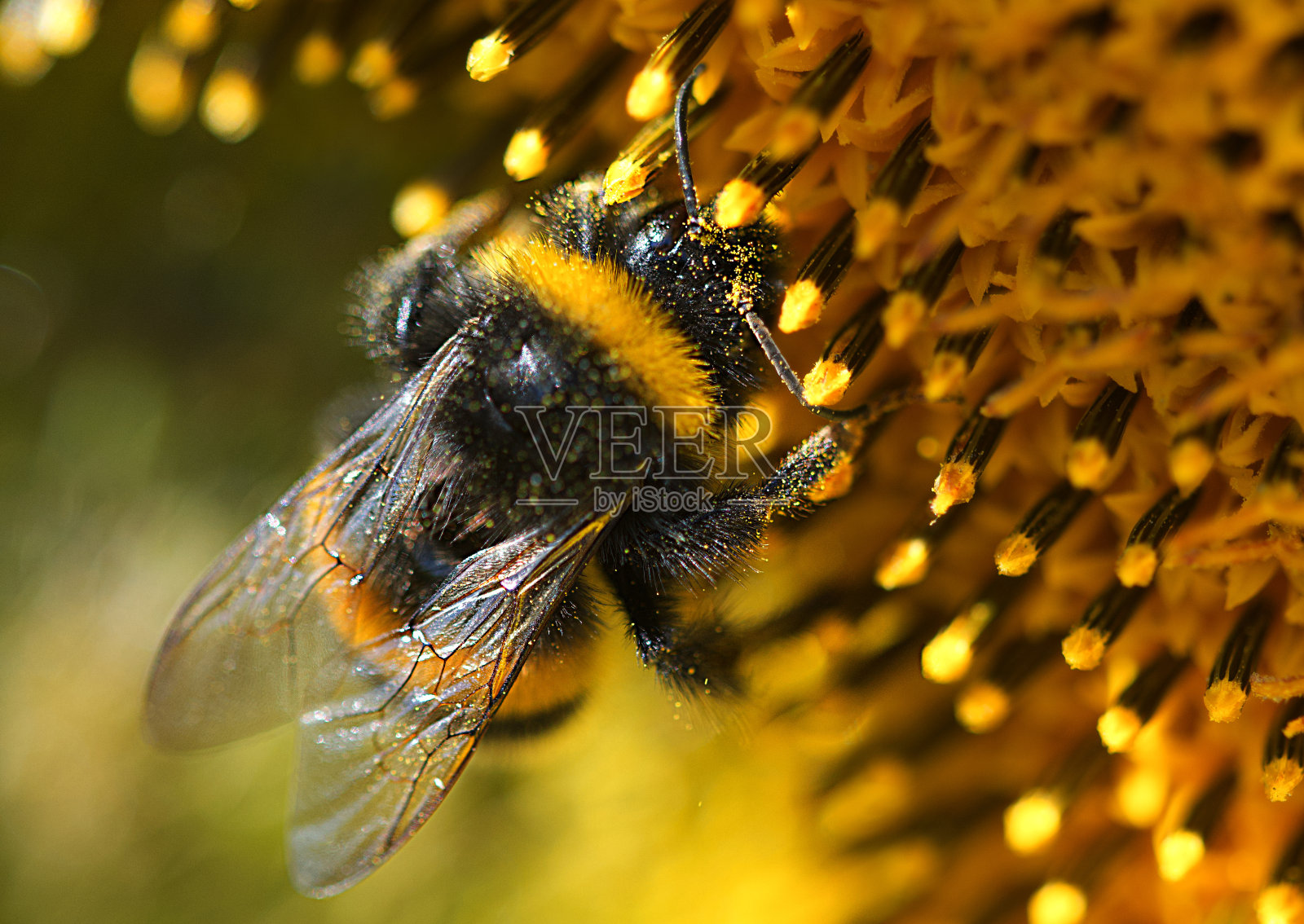 无角的照片摄影图片