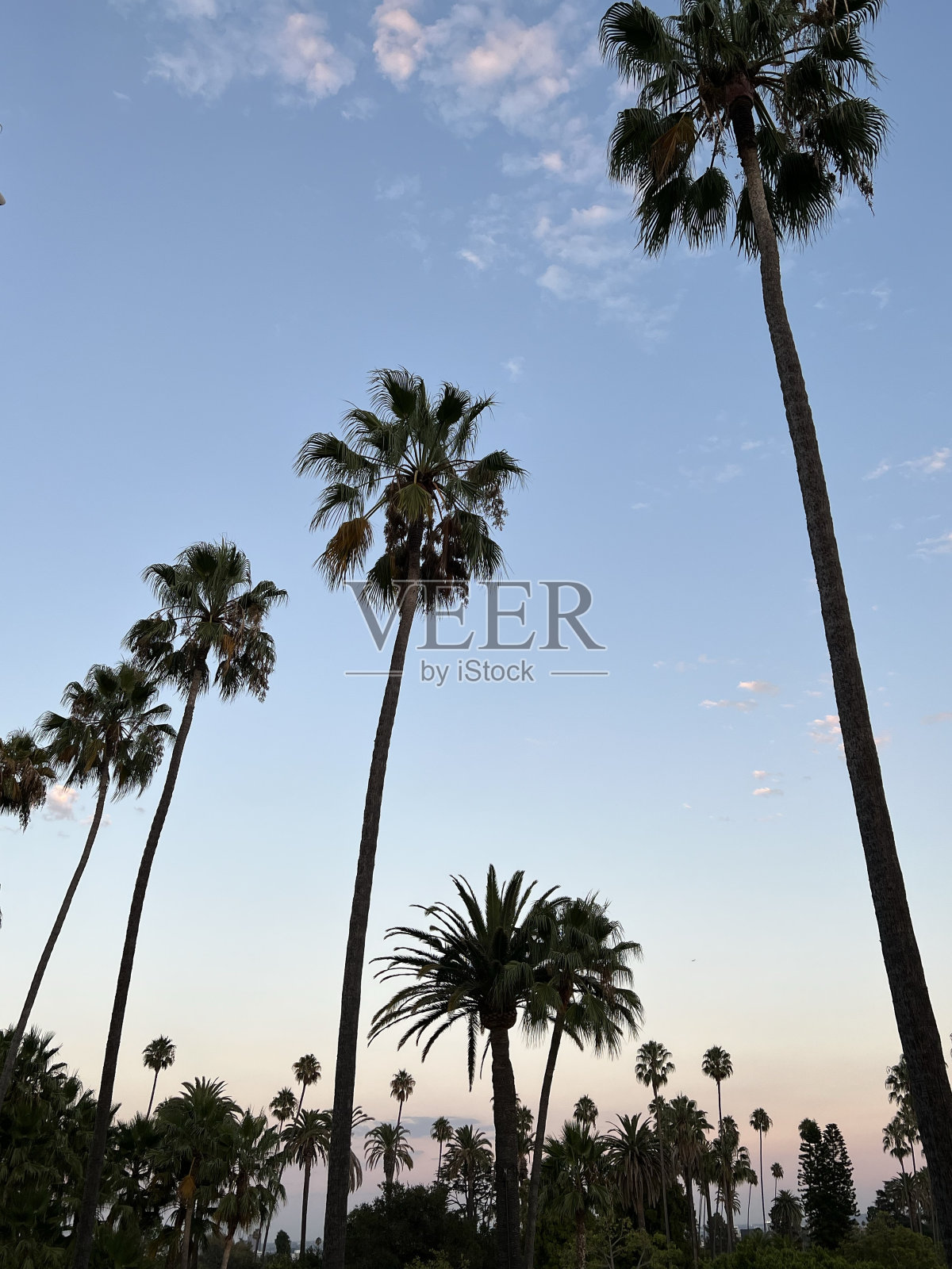 美国加利福尼亚州比弗利山的棕榈树照片摄影图片