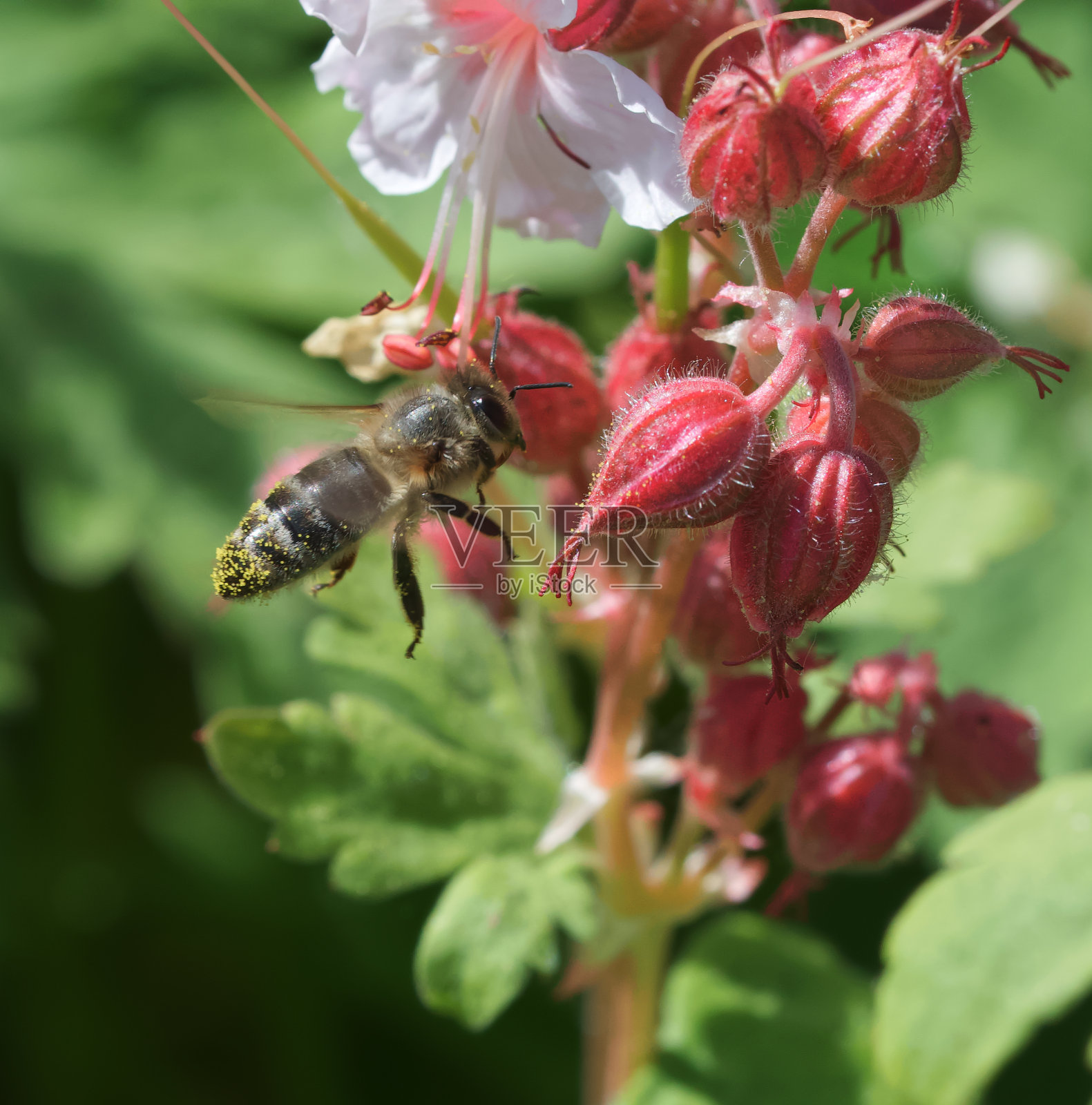 蜜蜂照片摄影图片