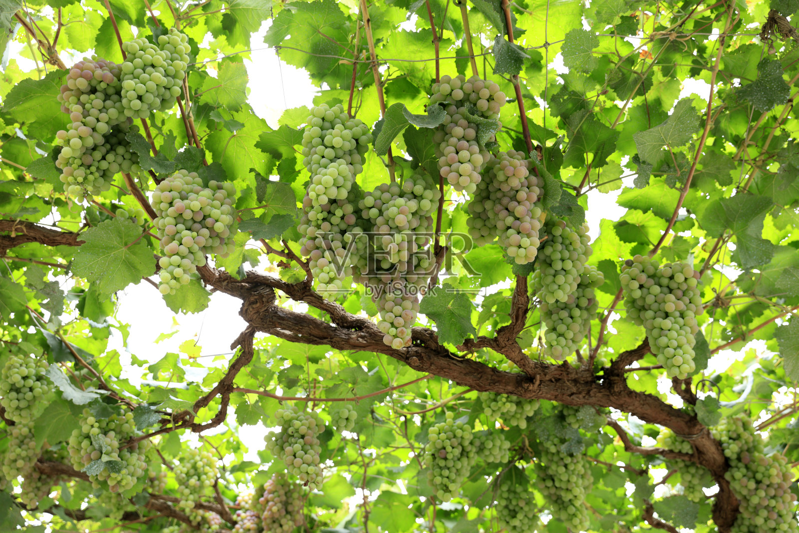 秋收时夕阳下的葡萄园。照片摄影图片