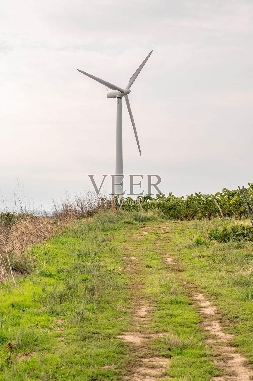德国美因茨附近佐恩海姆葡萄园中的风力涡轮机照片摄影图片