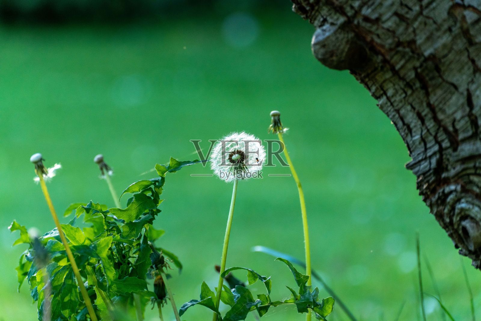白色蒲公英的特写，在田野中模糊的绿色背景上，它周围有高高的茎照片摄影图片