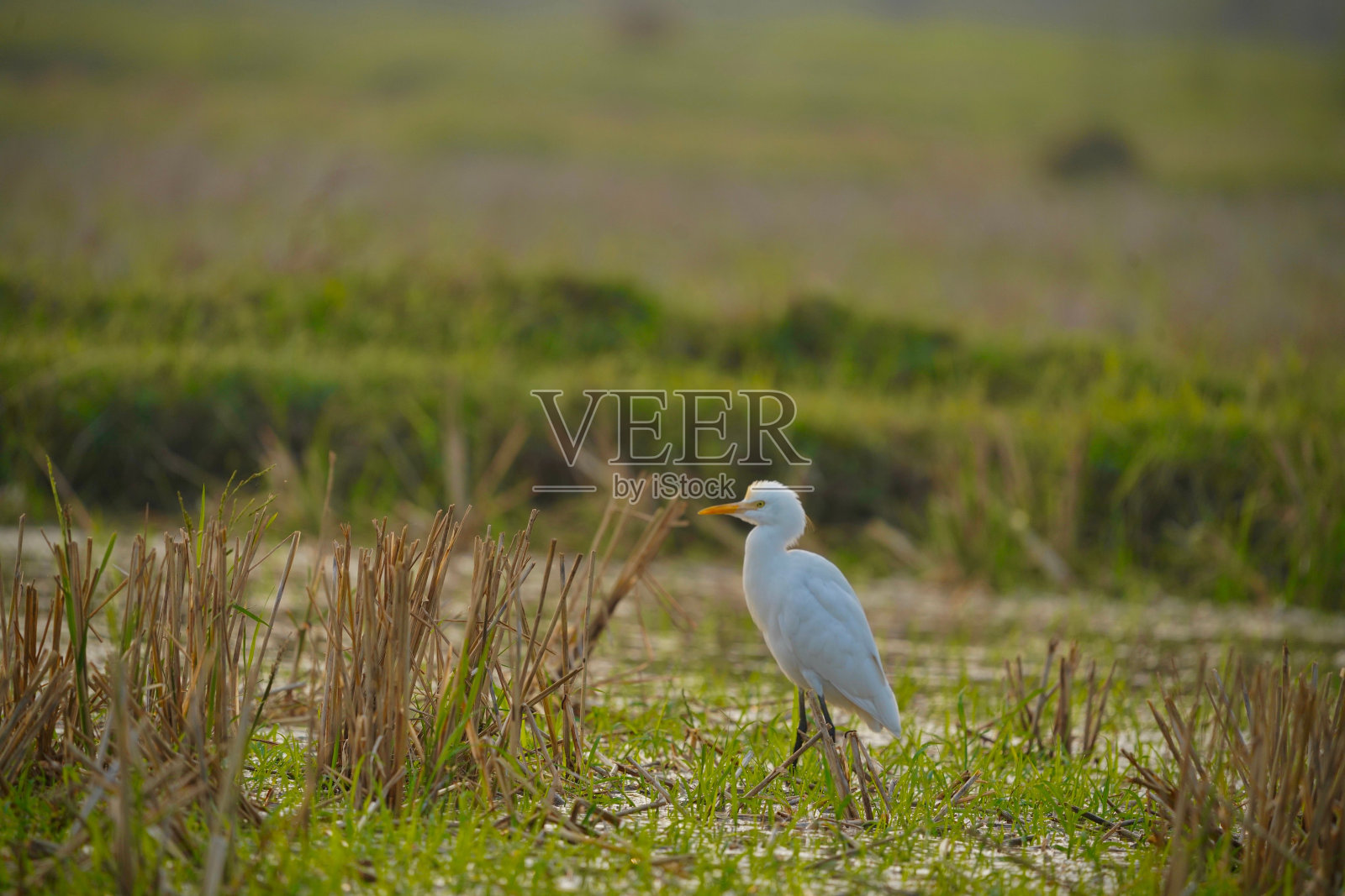 可爱的白鹭站在绿色的田野里照片摄影图片