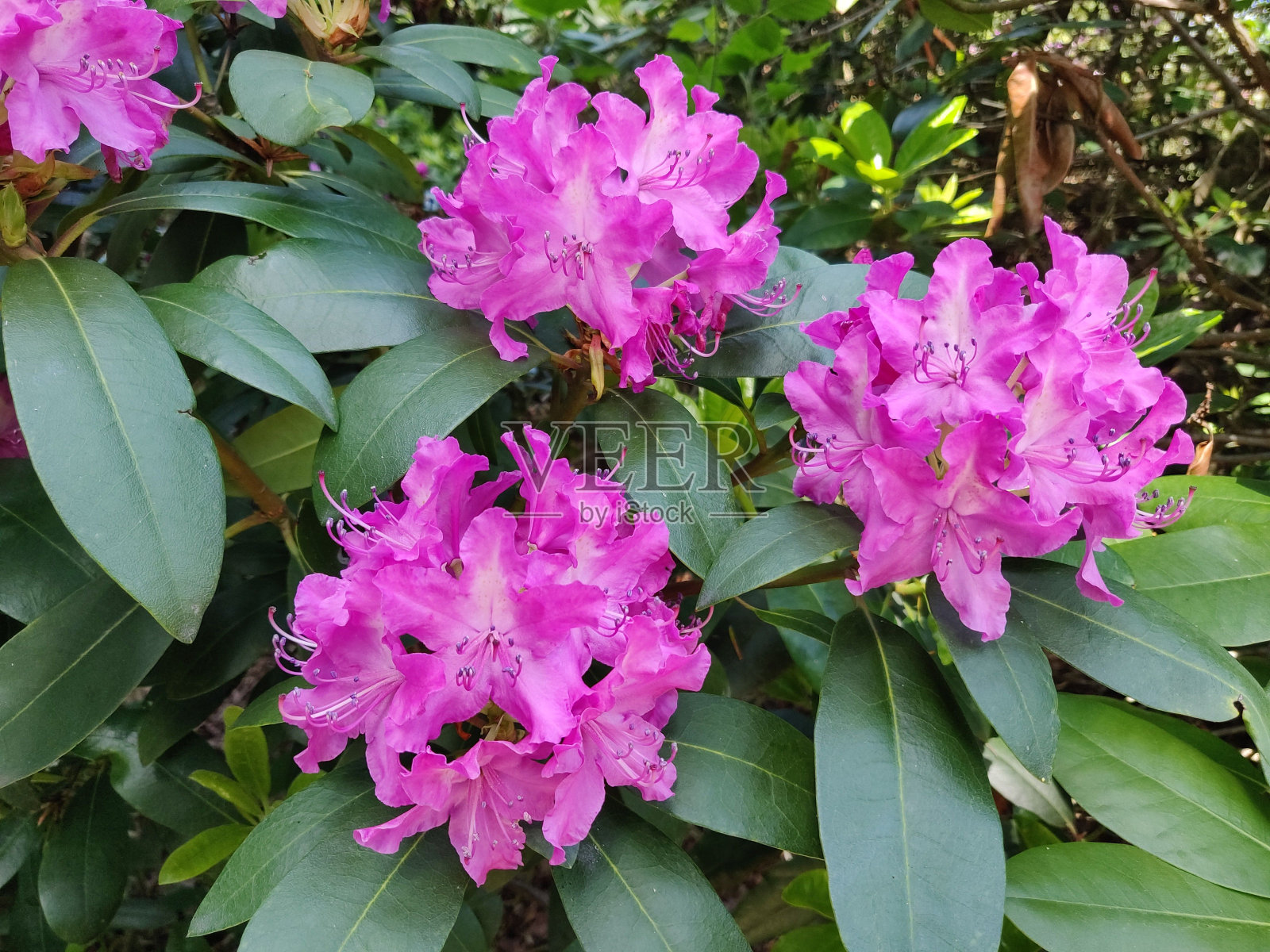 在一个阳光明媚的日子里，粉红色的处女花在花园里的特写镜头照片摄影图片