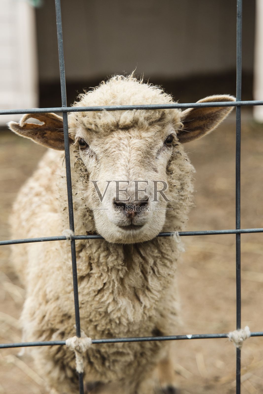 篱笆后面一只可爱的绵羊的垂直镜头照片摄影图片