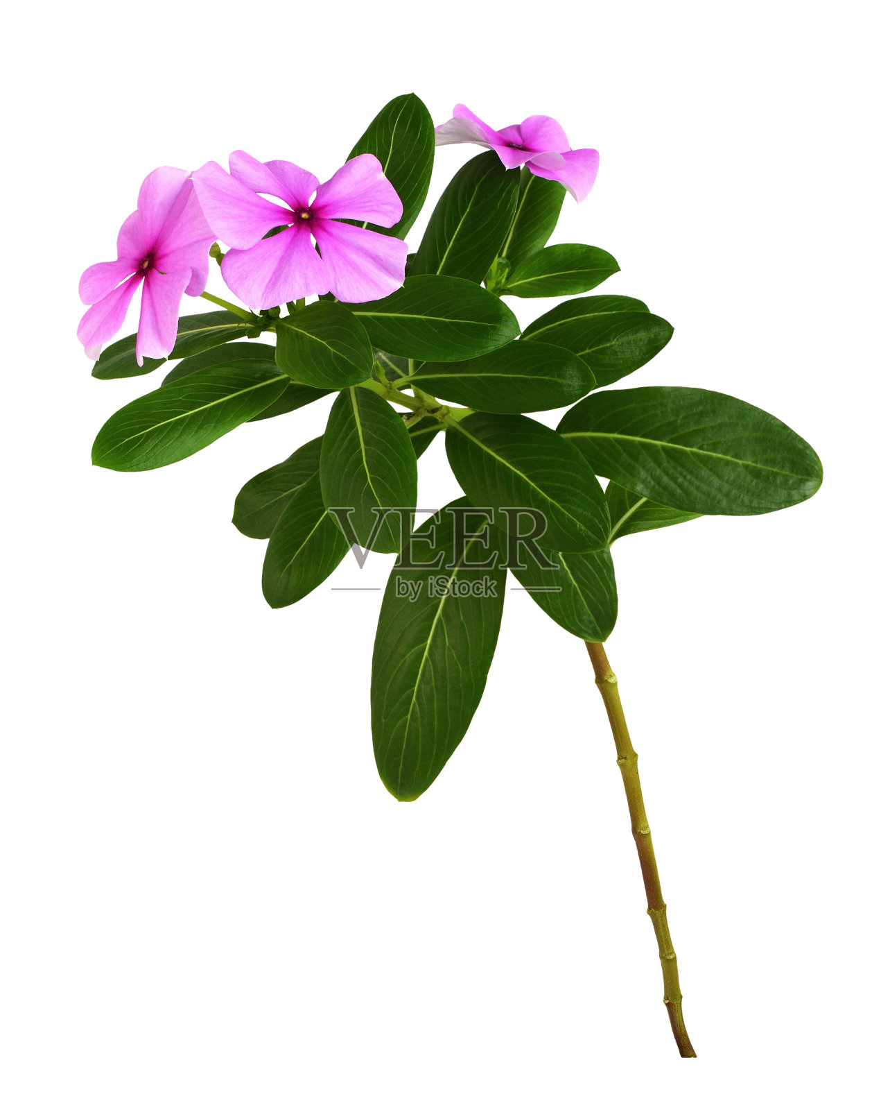 牡丹(长春花大株)的粉红色花和绿色叶分离照片摄影图片