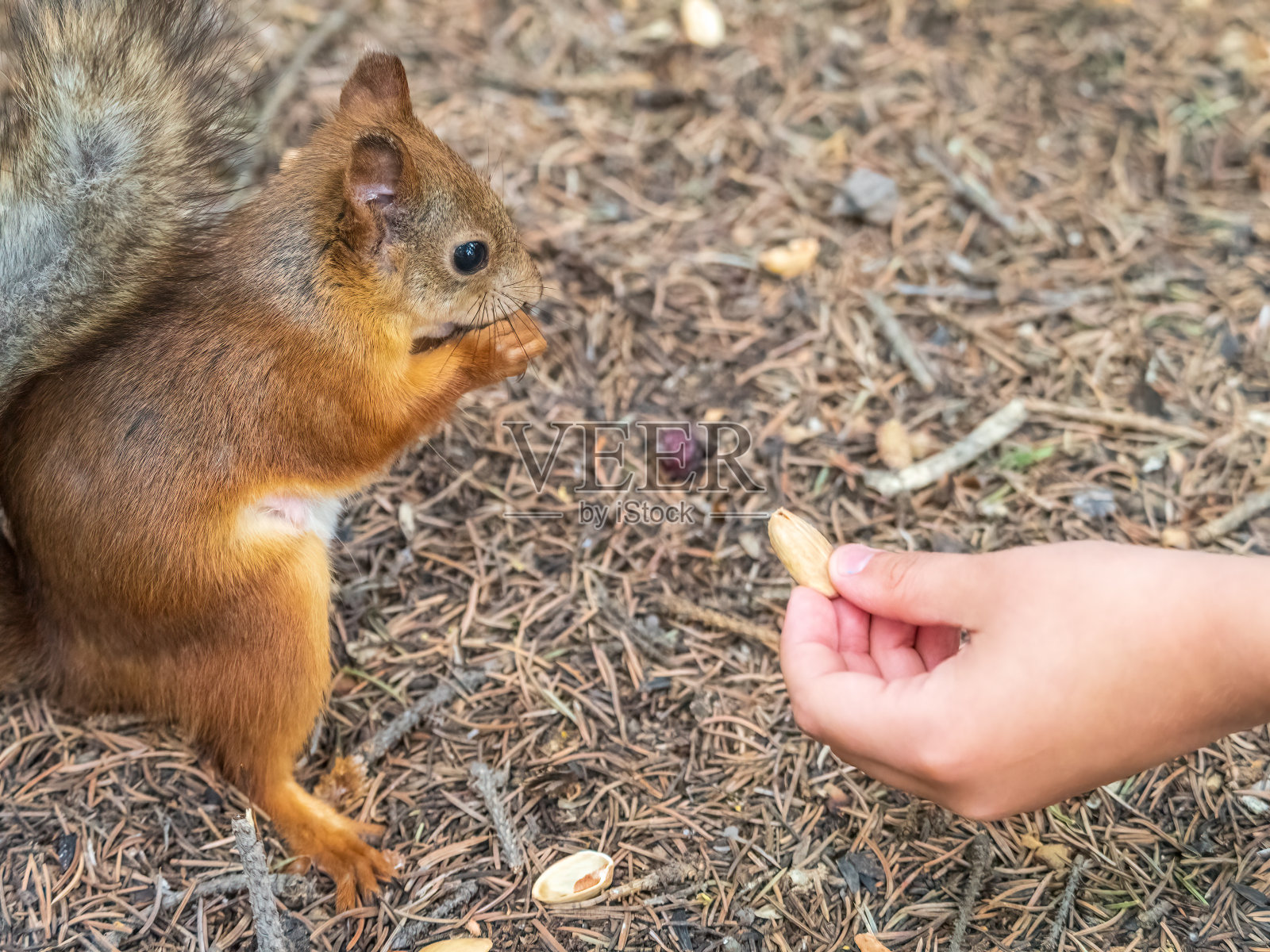 春天或秋天，松鼠会吃人手里的坚果。欧亚红松鼠照片摄影图片