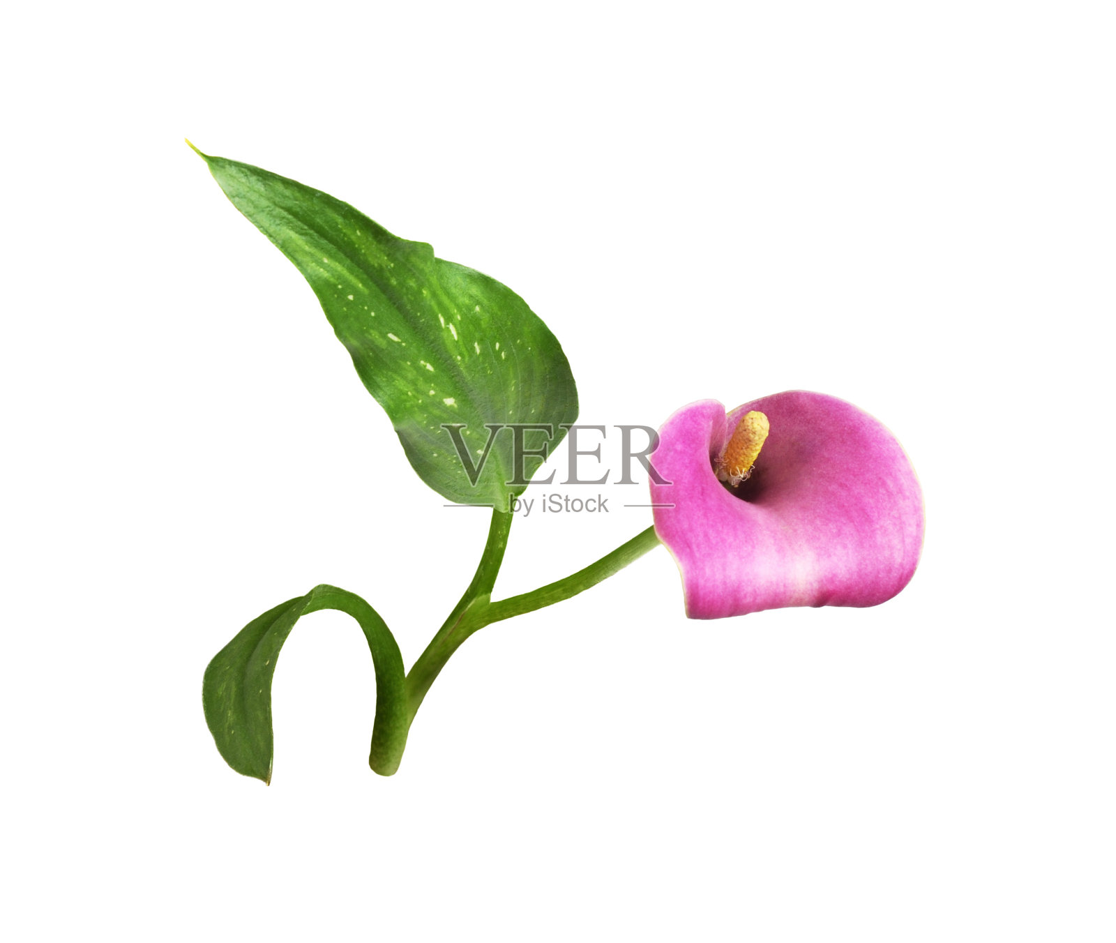 马蹄莲粉花绿叶分离株照片摄影图片