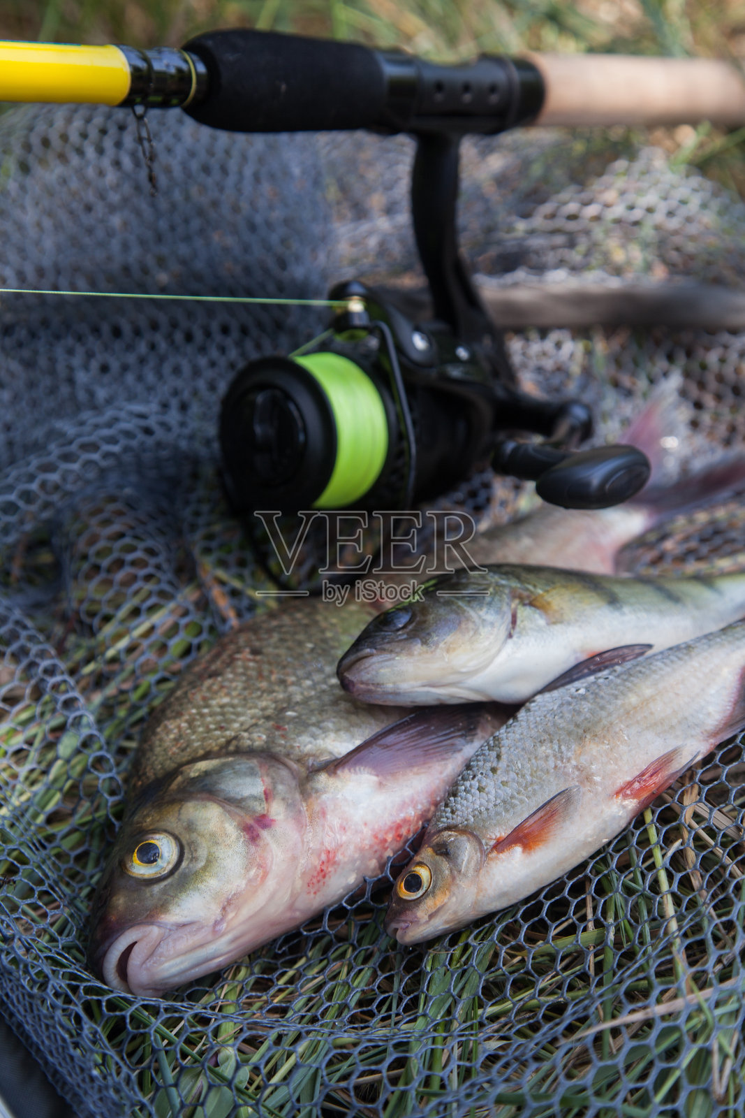 鱼类种类:淡水鱼、鲈鱼或欧洲鲈鱼、白鲷或银鲷及黑色渔网上带卷轴的鱼竿。照片摄影图片