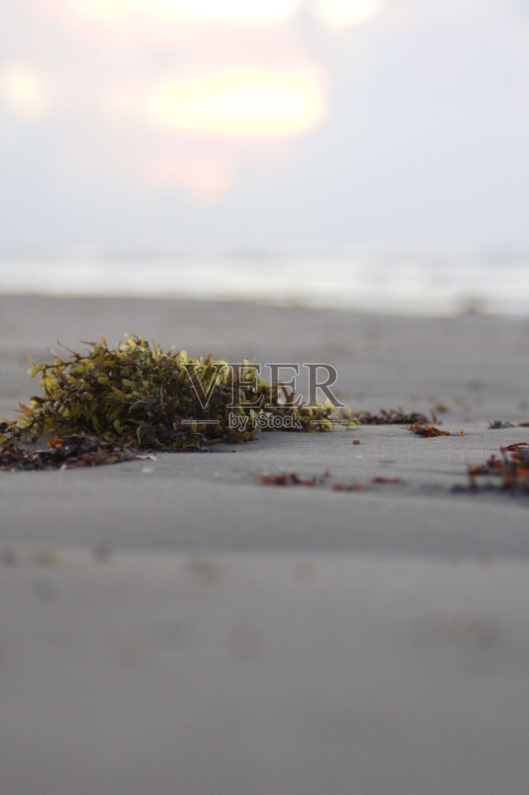 德克萨斯州加尔维斯顿沙地上的海藻、马尾藻的垂直选择焦点照片摄影图片