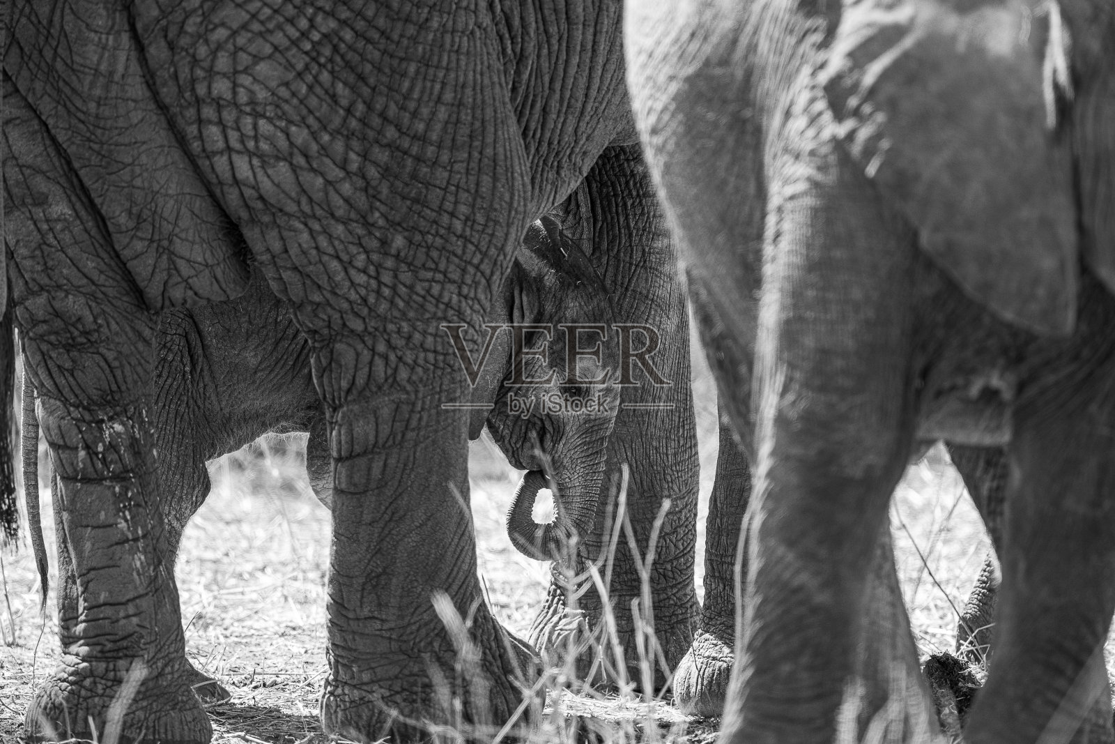 非洲象和小象的灰度特写。东非坦桑尼亚。照片摄影图片