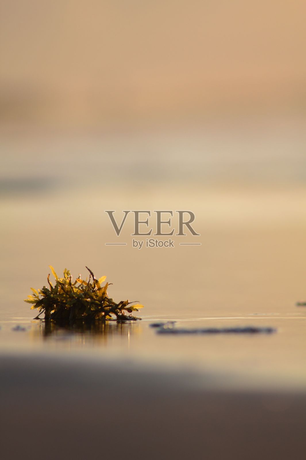 在德克萨斯州加尔维斯顿潮湿的沙地上，一种微小海藻马尾藻的垂直选择性聚焦照片摄影图片