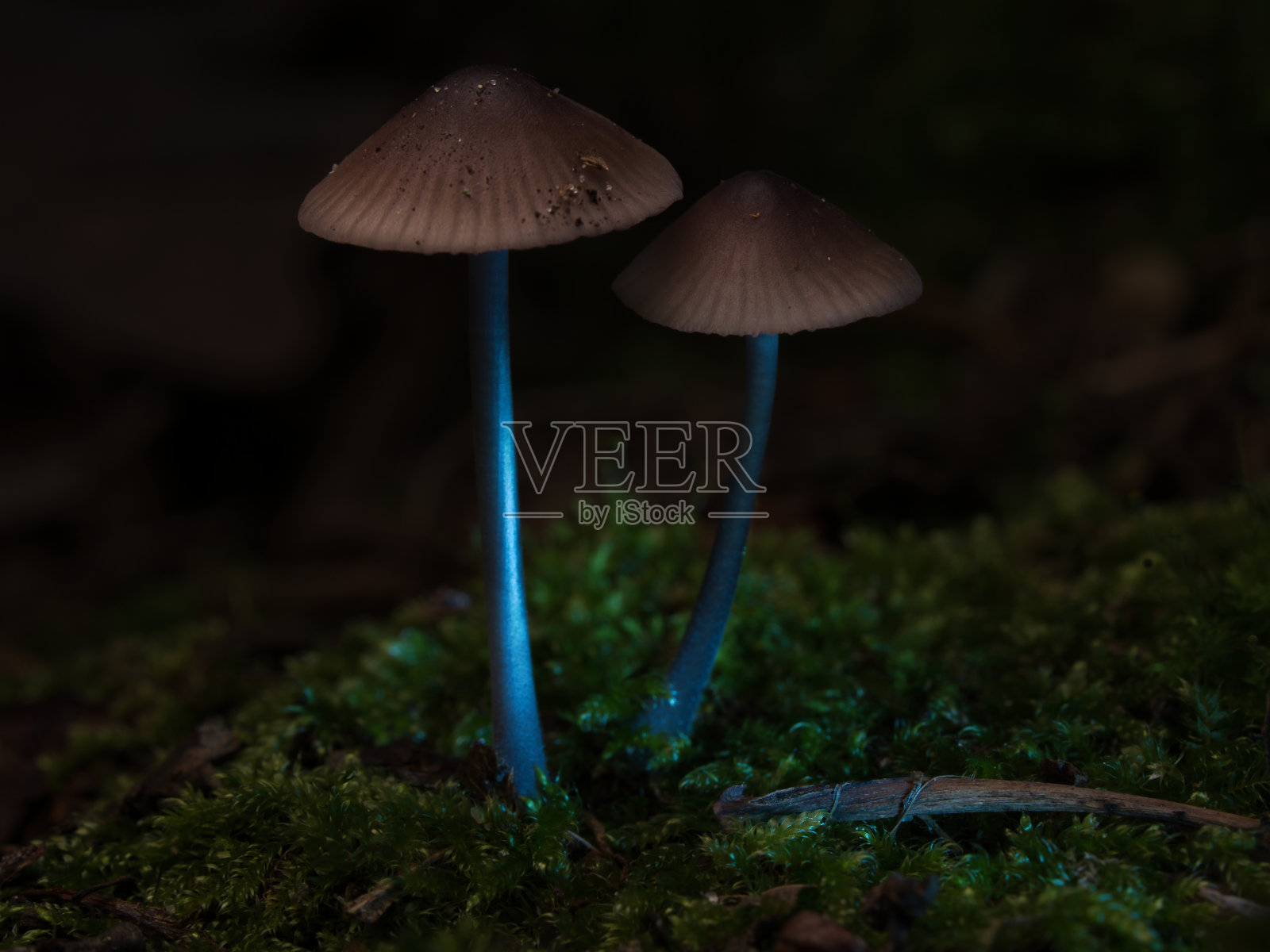 森林中有光点的苔藓上的两种金银丝状小蘑菇。森林地面照片摄影图片